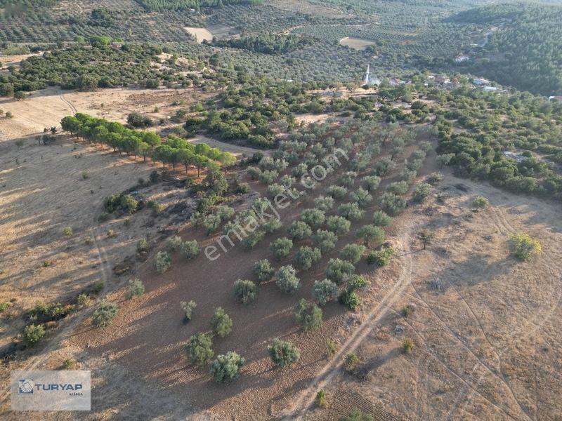 Bergama Zeytindağda Satılık 3.750 M2 Tarla — fotoğraf 12