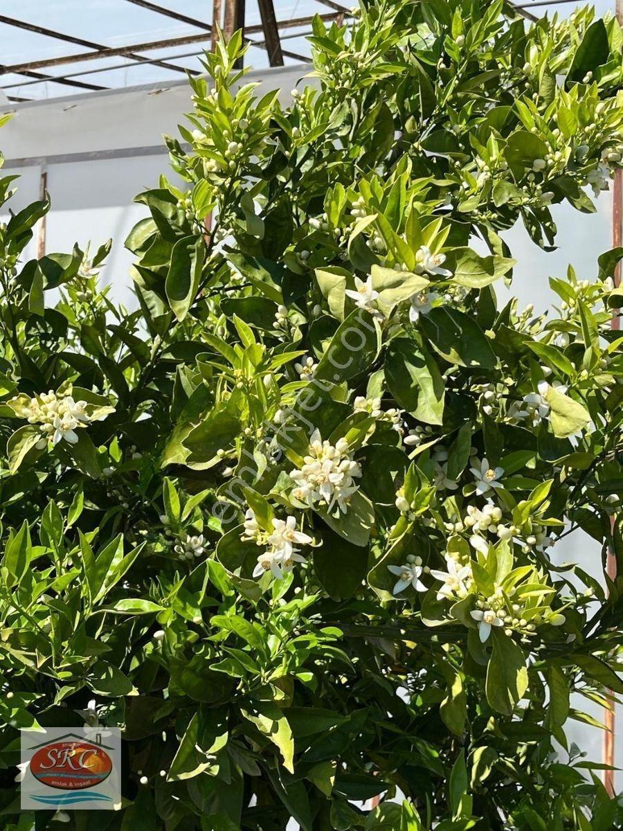 Mersin Anamur Satılık Müstakil Arsa — fotoğraf 8