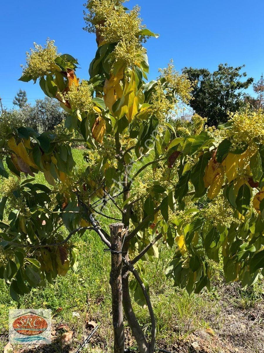 Mersin Anamur Satılık Müstakil Arsa — fotoğraf 10