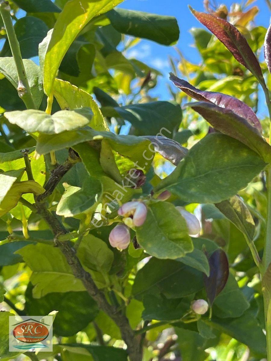 Mersin Anamur Satılık Müstakil Arsa — fotoğraf 12