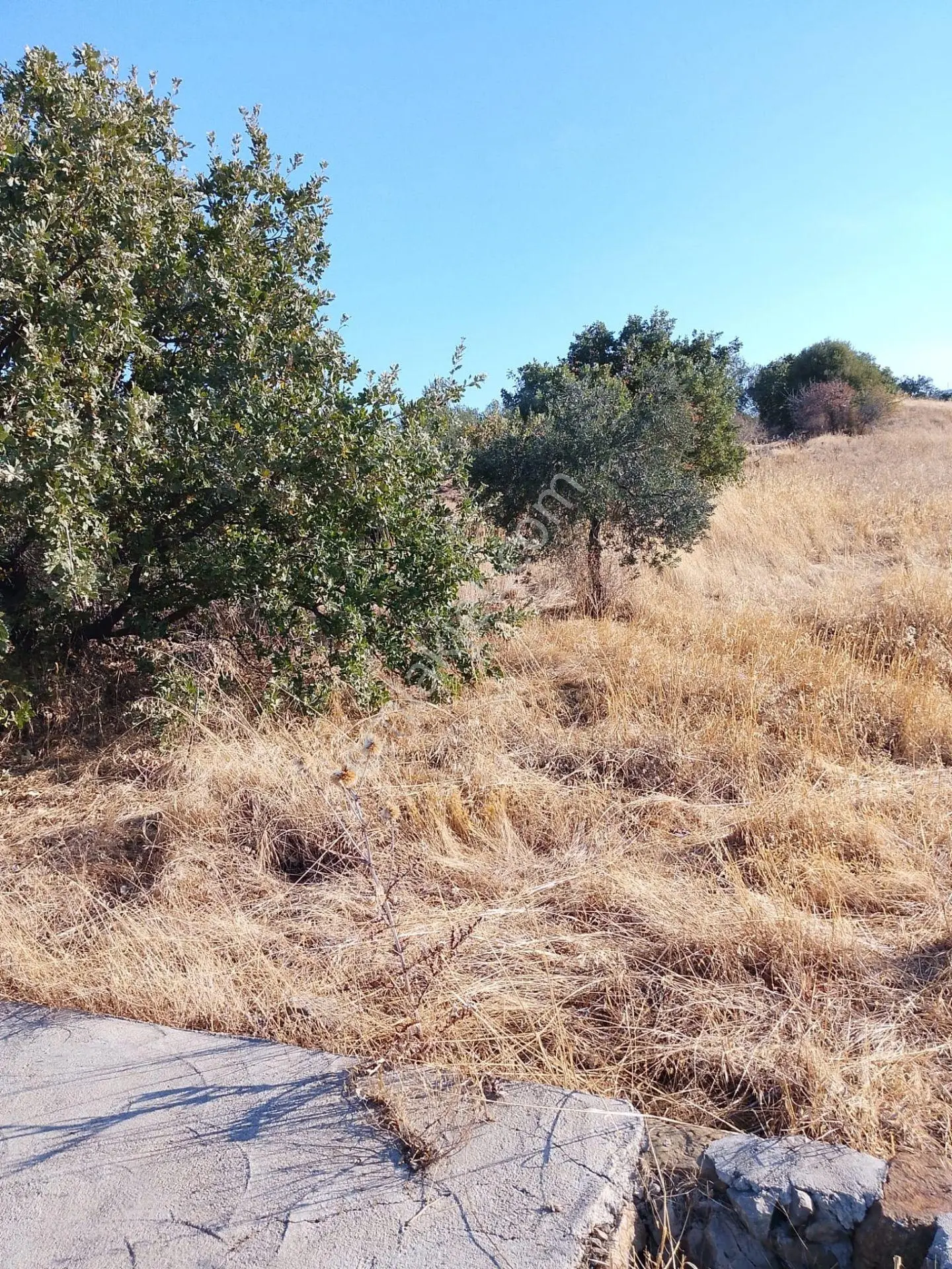Pak Yapıdan Satılık Tarla/zeytinlik Burhaniye Avumduk Mah. — fotoğraf 3