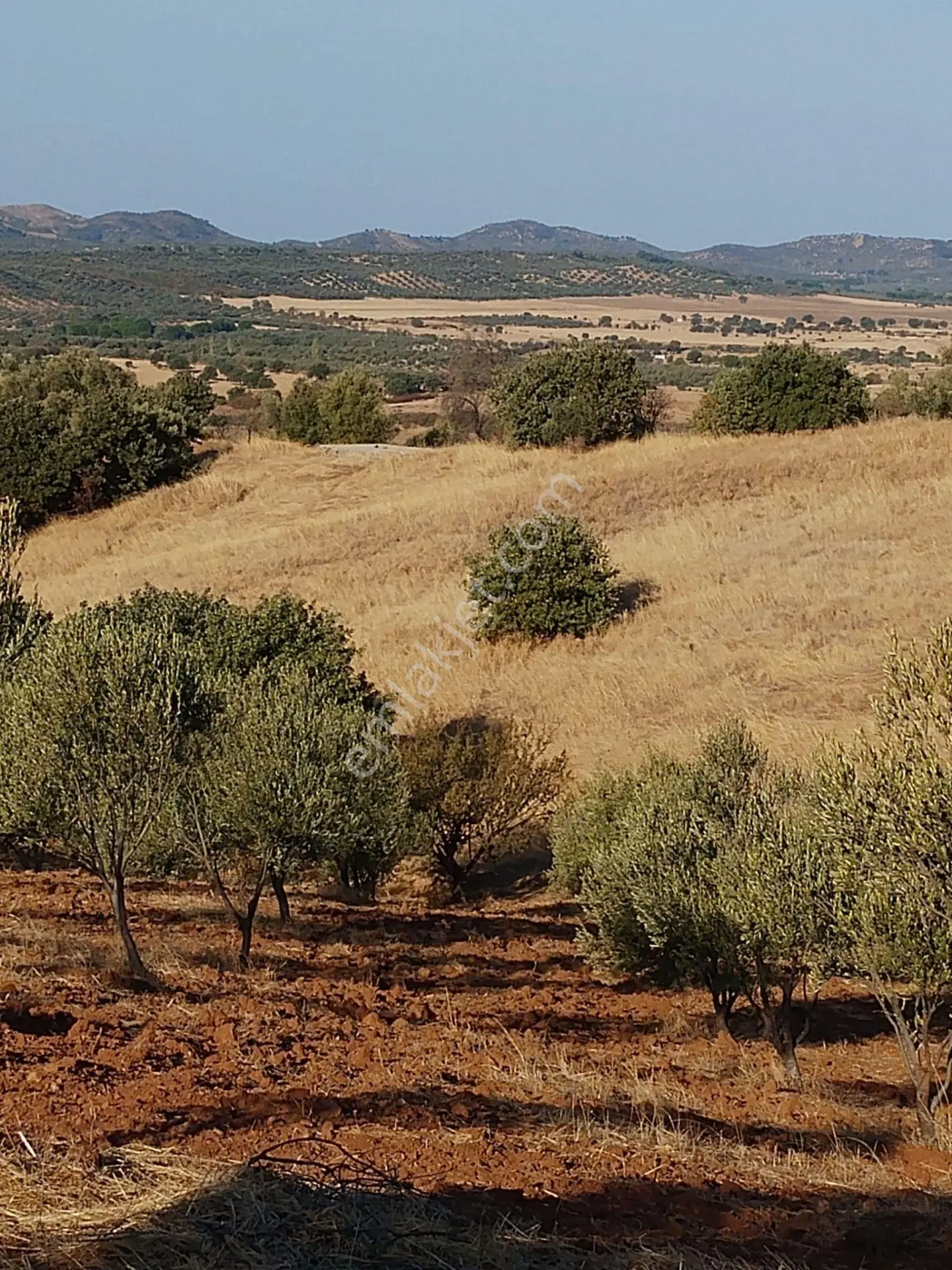 Pak Yapıdan Satılık Tarla/zeytinlik Burhaniye Avumduk Mah. — fotoğraf 7