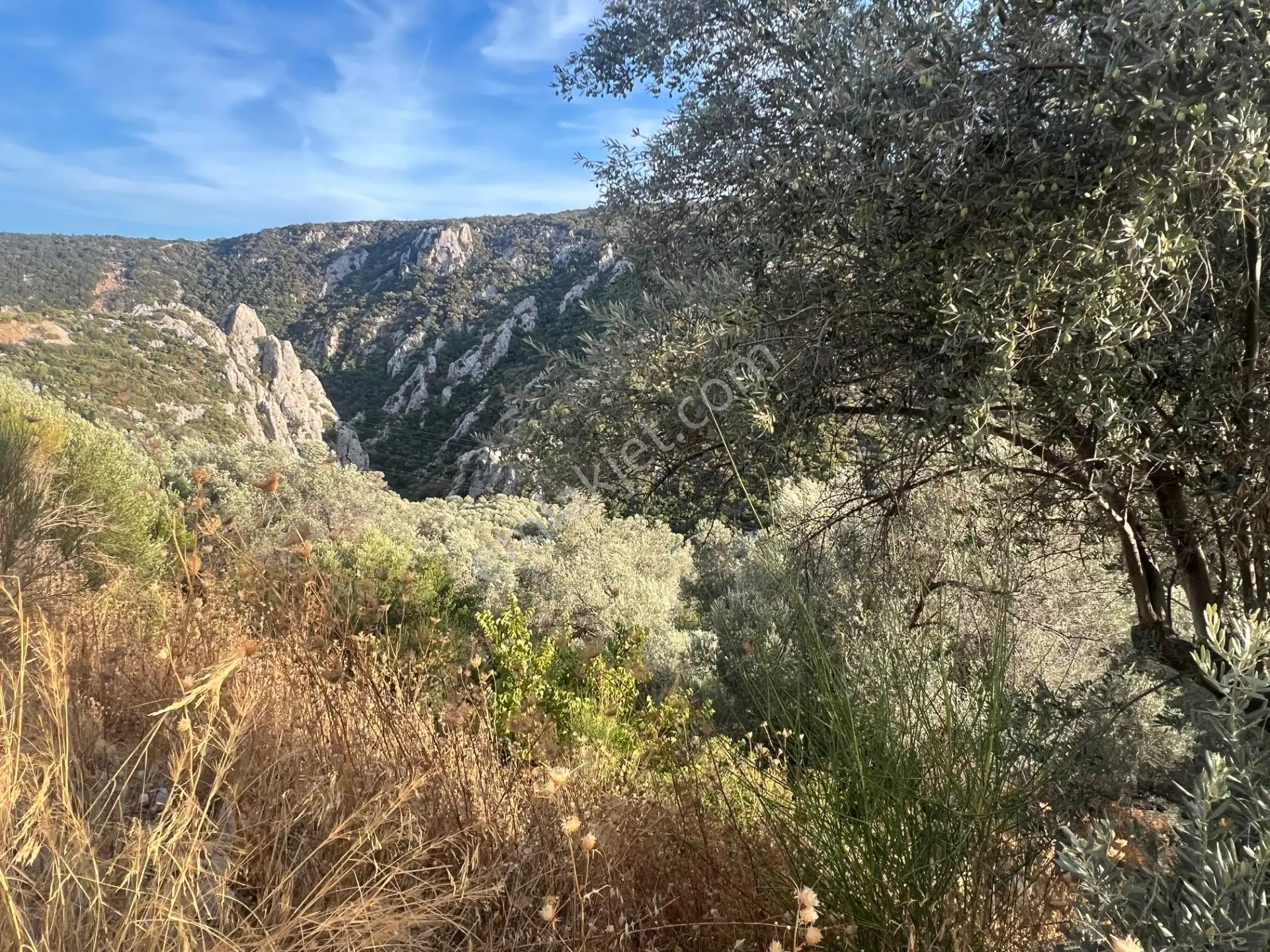 Karaburun Eğlenhoca Köyünde Satılık Zeytin Ağaçlı Tarla — fotoğraf 2