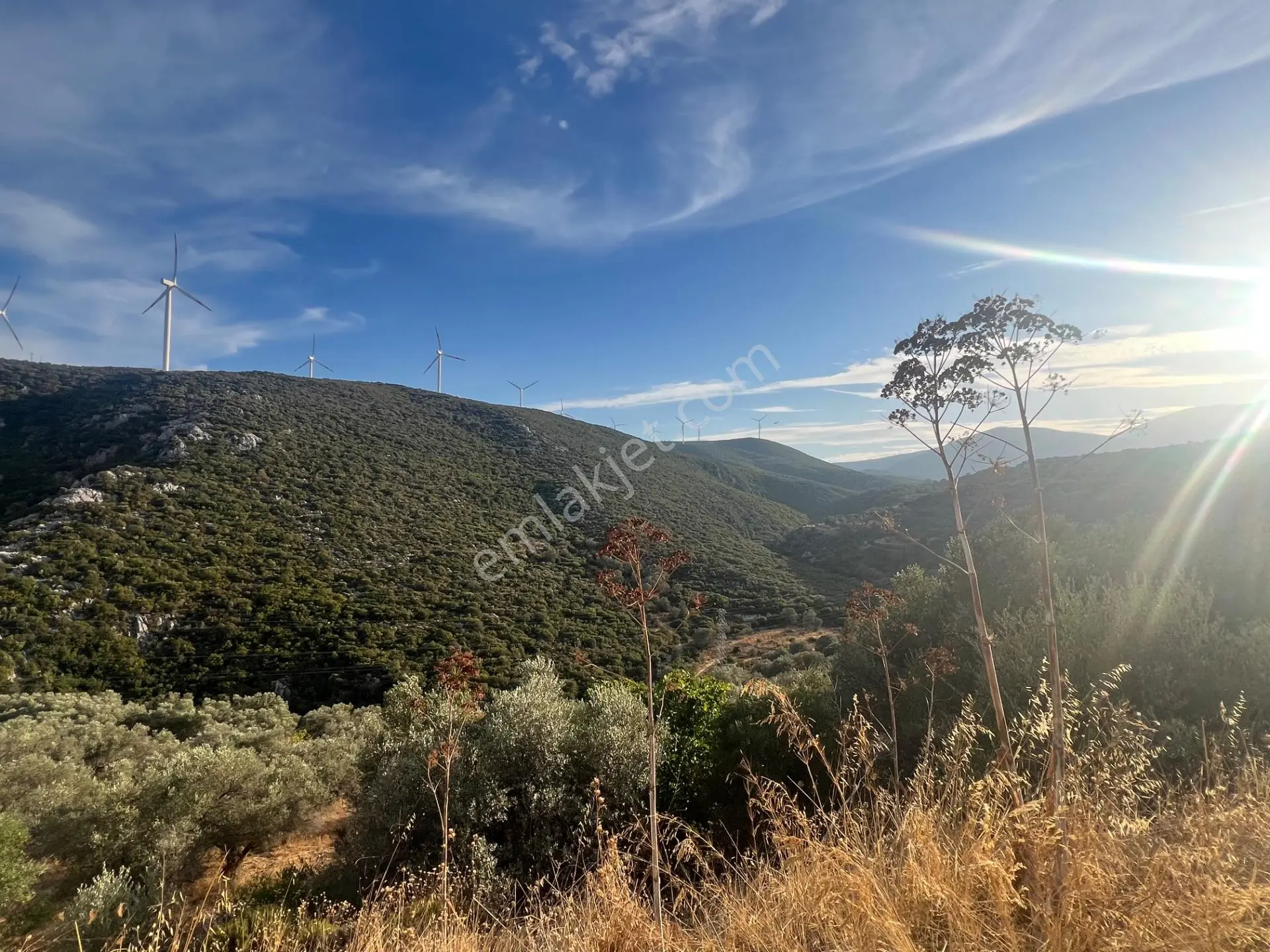 Karaburun Eğlenhoca Köyünde Satılık Zeytin Ağaçlı Tarla — fotoğraf 3