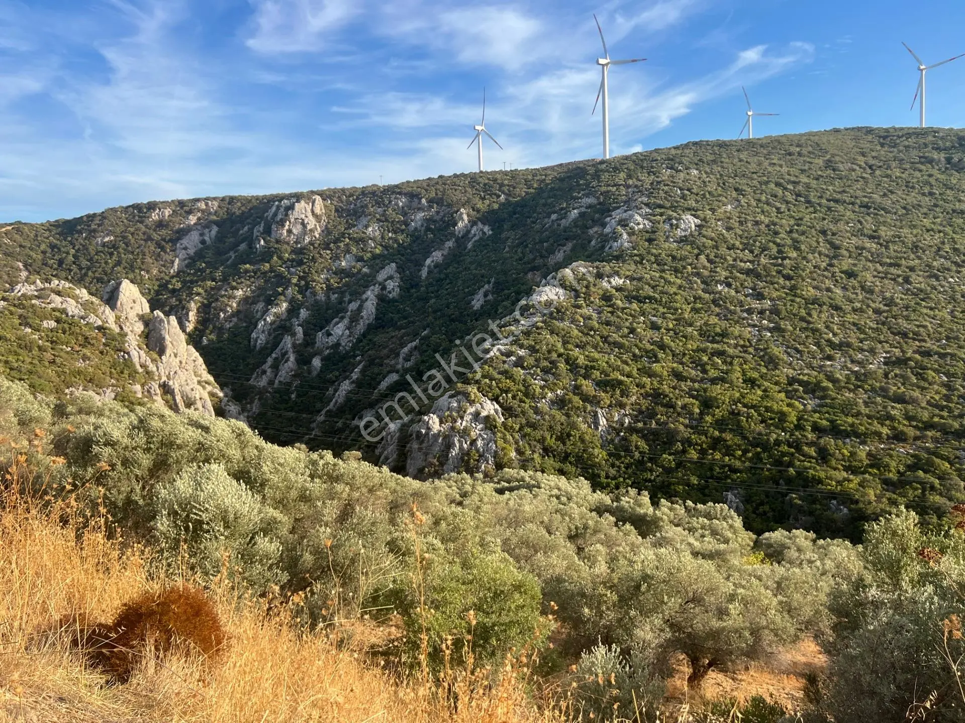 Karaburun Eğlenhoca Köyünde Satılık Zeytin Ağaçlı Tarla — fotoğraf 4