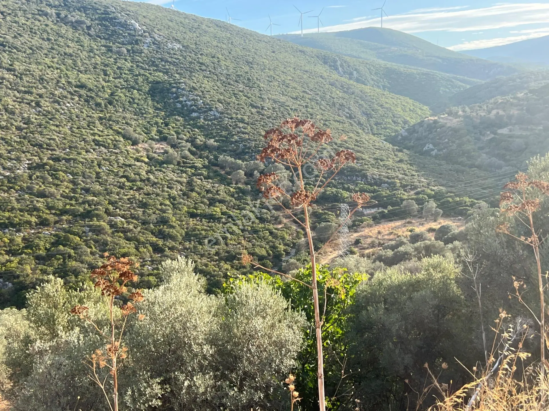 Karaburun Eğlenhoca Köyünde Satılık Zeytin Ağaçlı Tarla — fotoğraf 5