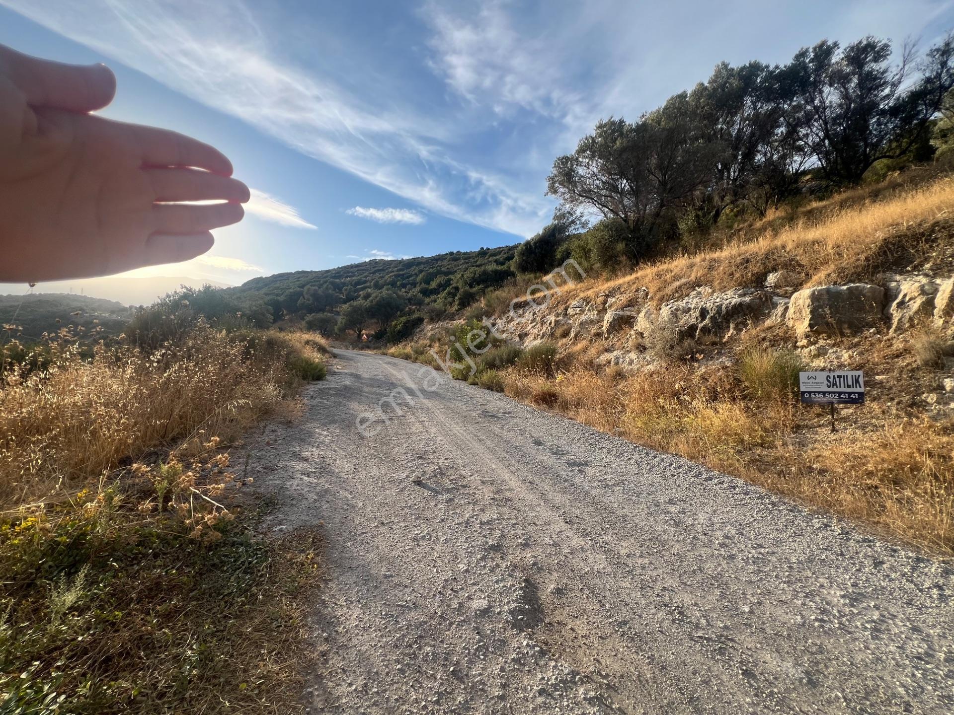 Karaburun Eğlenhoca Köyünde Satılık Zeytin Ağaçlı Tarla — fotoğraf 6