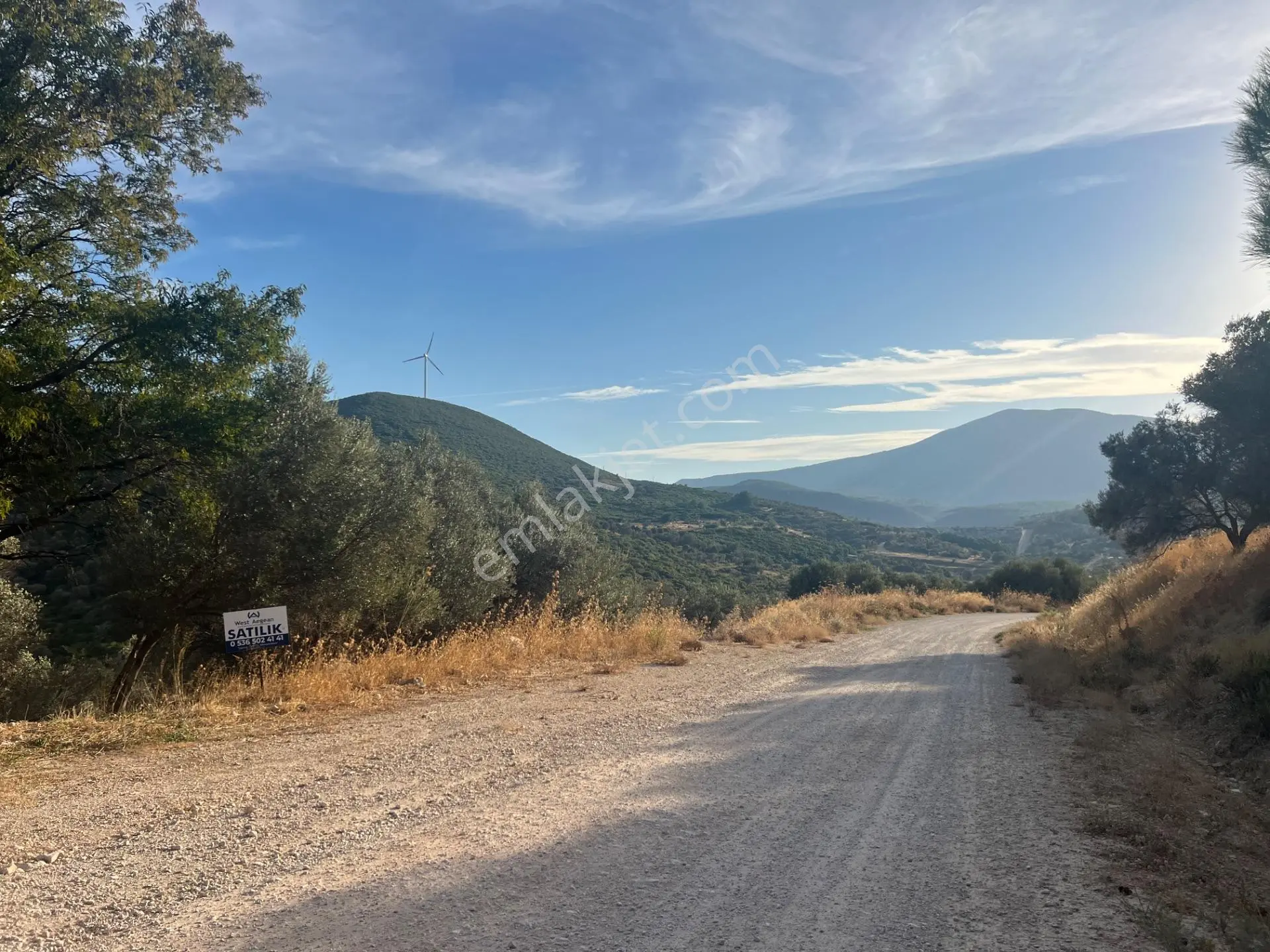 Karaburun Eğlenhoca Köyünde Satılık 953 M2 Zeytin Ağaçlı Tarla