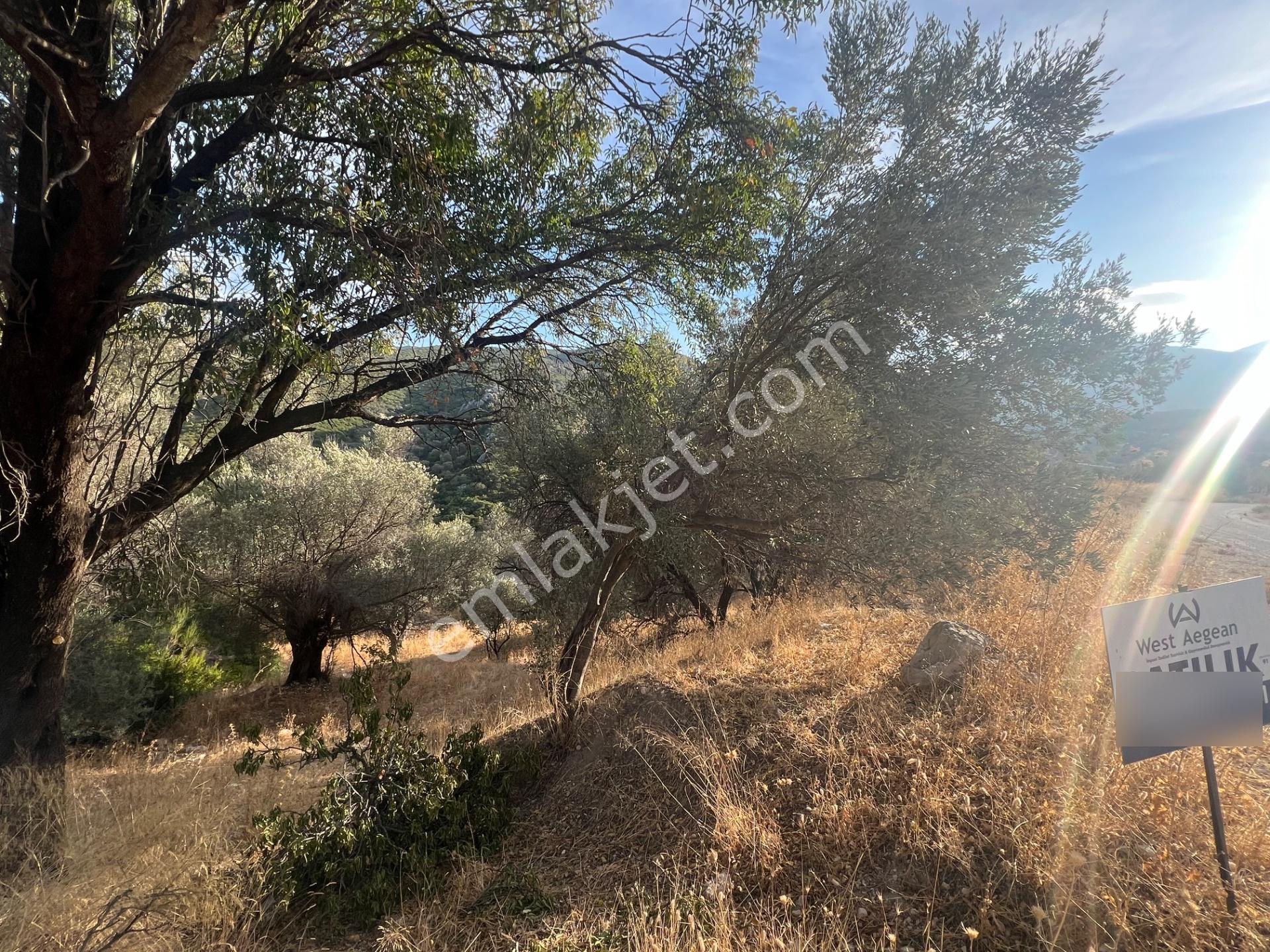Karaburun Eğlenhoca Köyünde Satılık 953 M2 Zeytin Ağaçlı Tarla — fotoğraf 2
