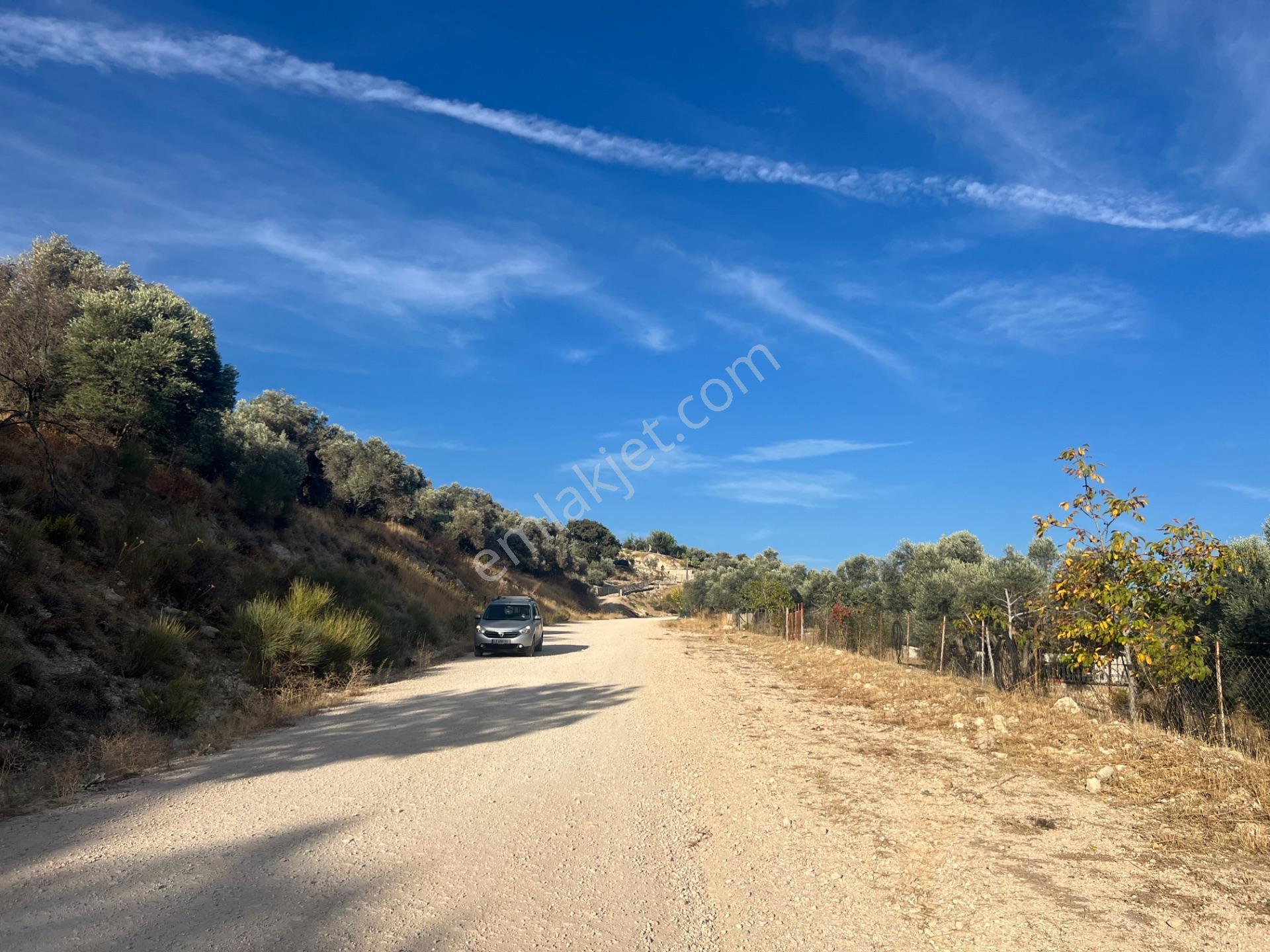 Karaburun Eğlenhoca Köyünde Satılık 953 M2 Zeytin Ağaçlı Tarla — fotoğraf 3