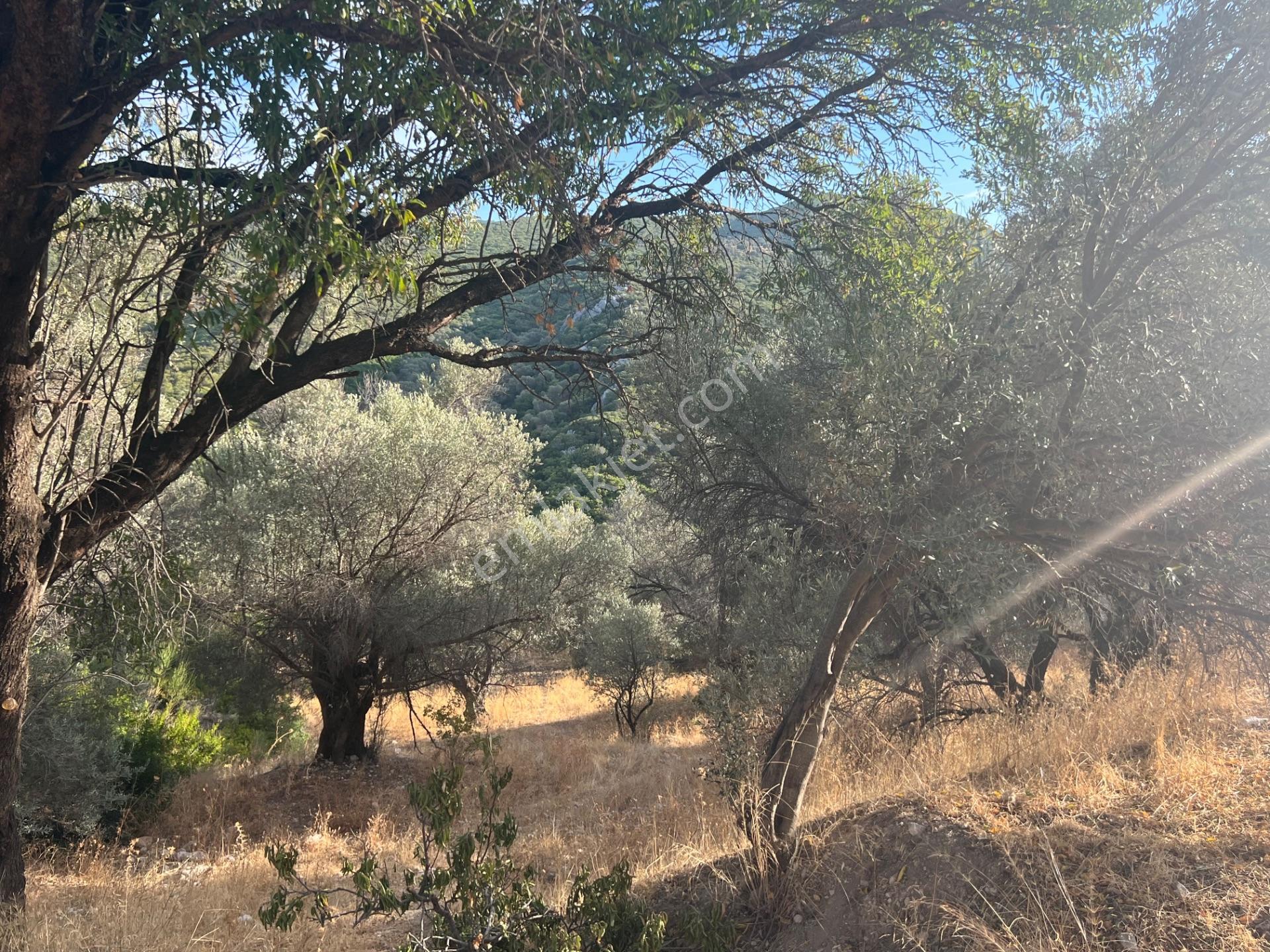 Karaburun Eğlenhoca Köyünde Satılık 953 M2 Zeytin Ağaçlı Tarla — fotoğraf 4