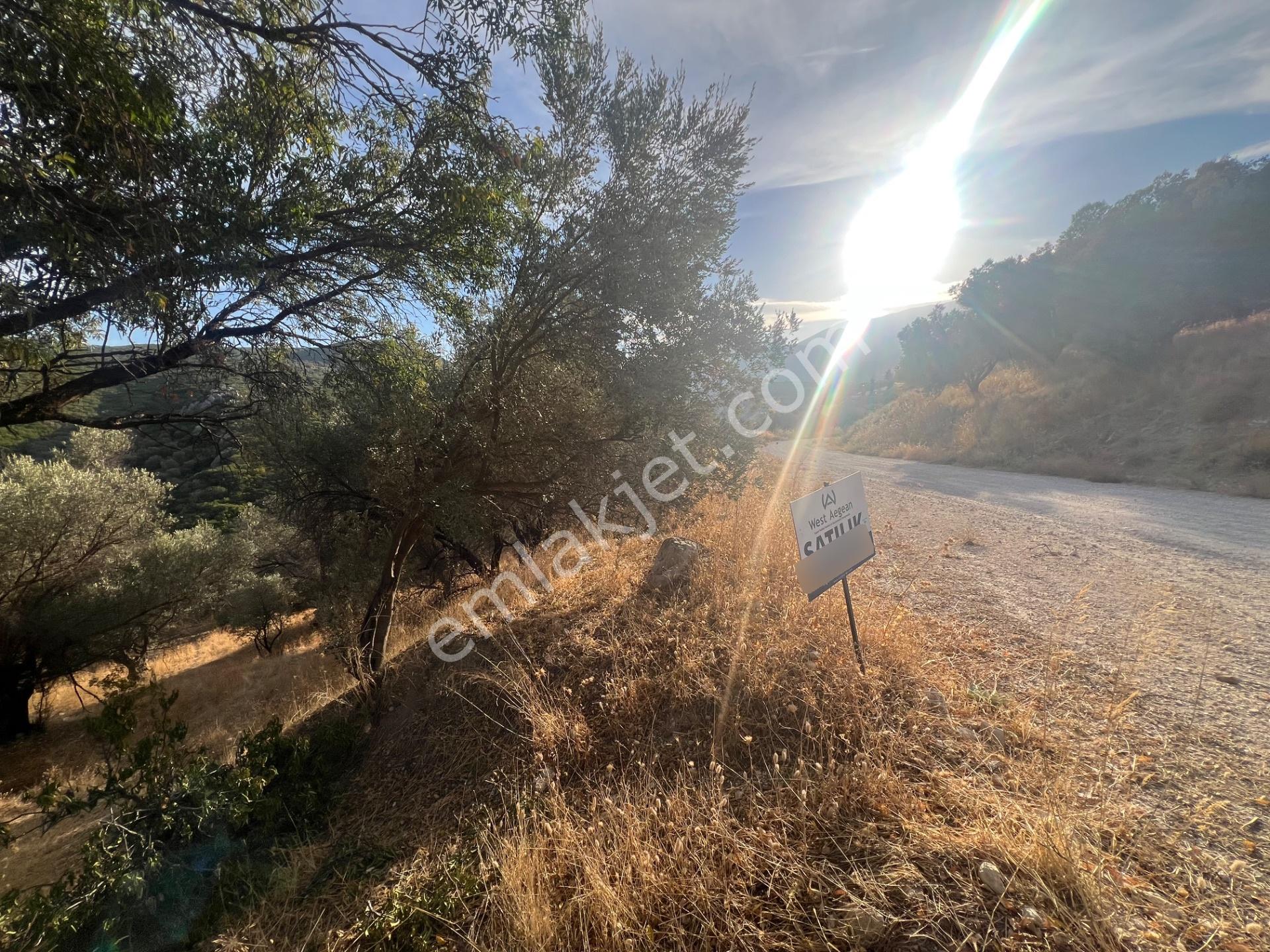 Karaburun Eğlenhoca Köyünde Satılık 953 M2 Zeytin Ağaçlı Tarla — fotoğraf 5