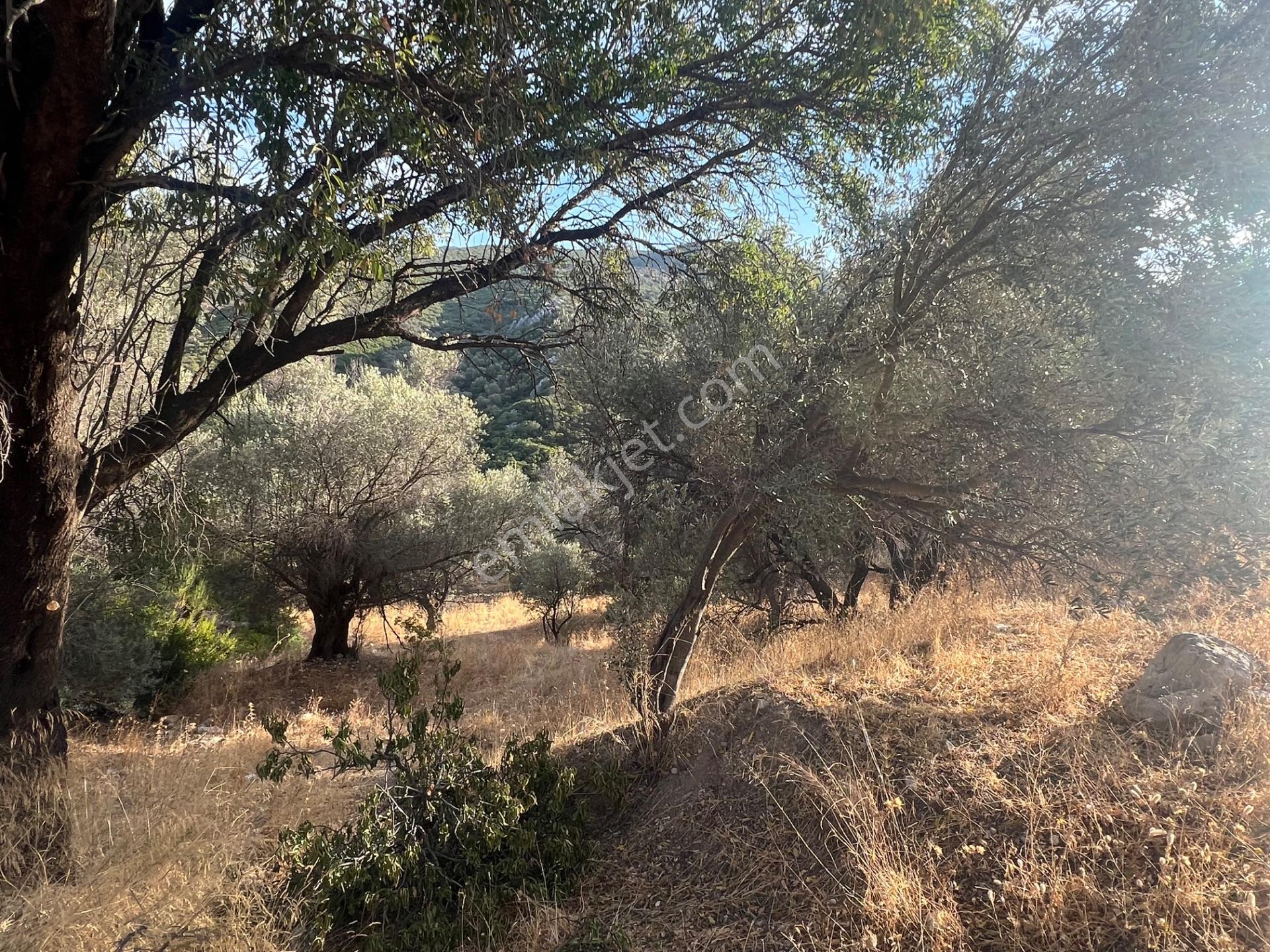 Karaburun Eğlenhoca Köyünde Satılık 953 M2 Zeytin Ağaçlı Tarla — fotoğraf 6