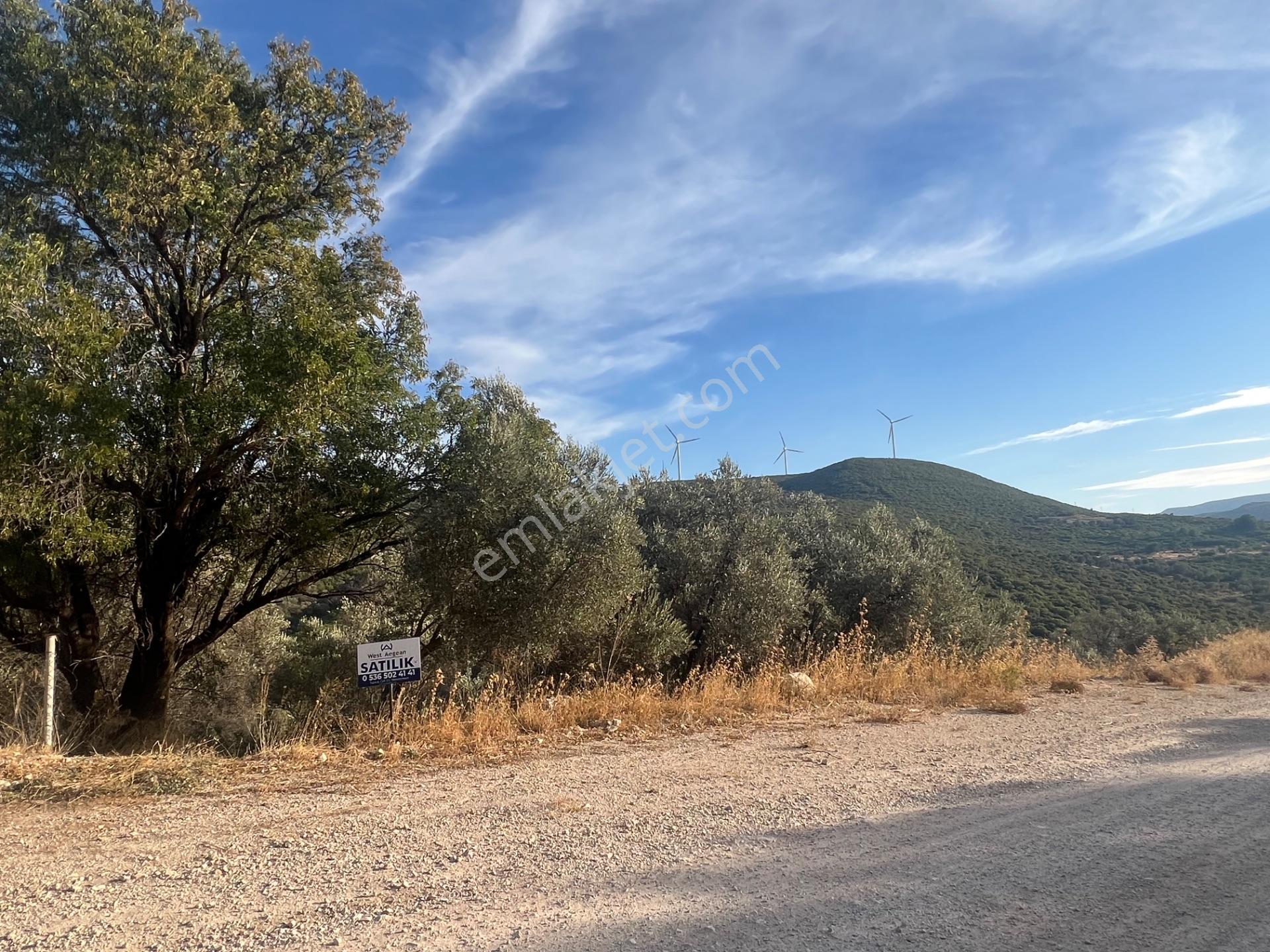 Karaburun Eğlenhoca Köyünde Satılık 953 M2 Zeytin Ağaçlı Tarla — fotoğraf 7