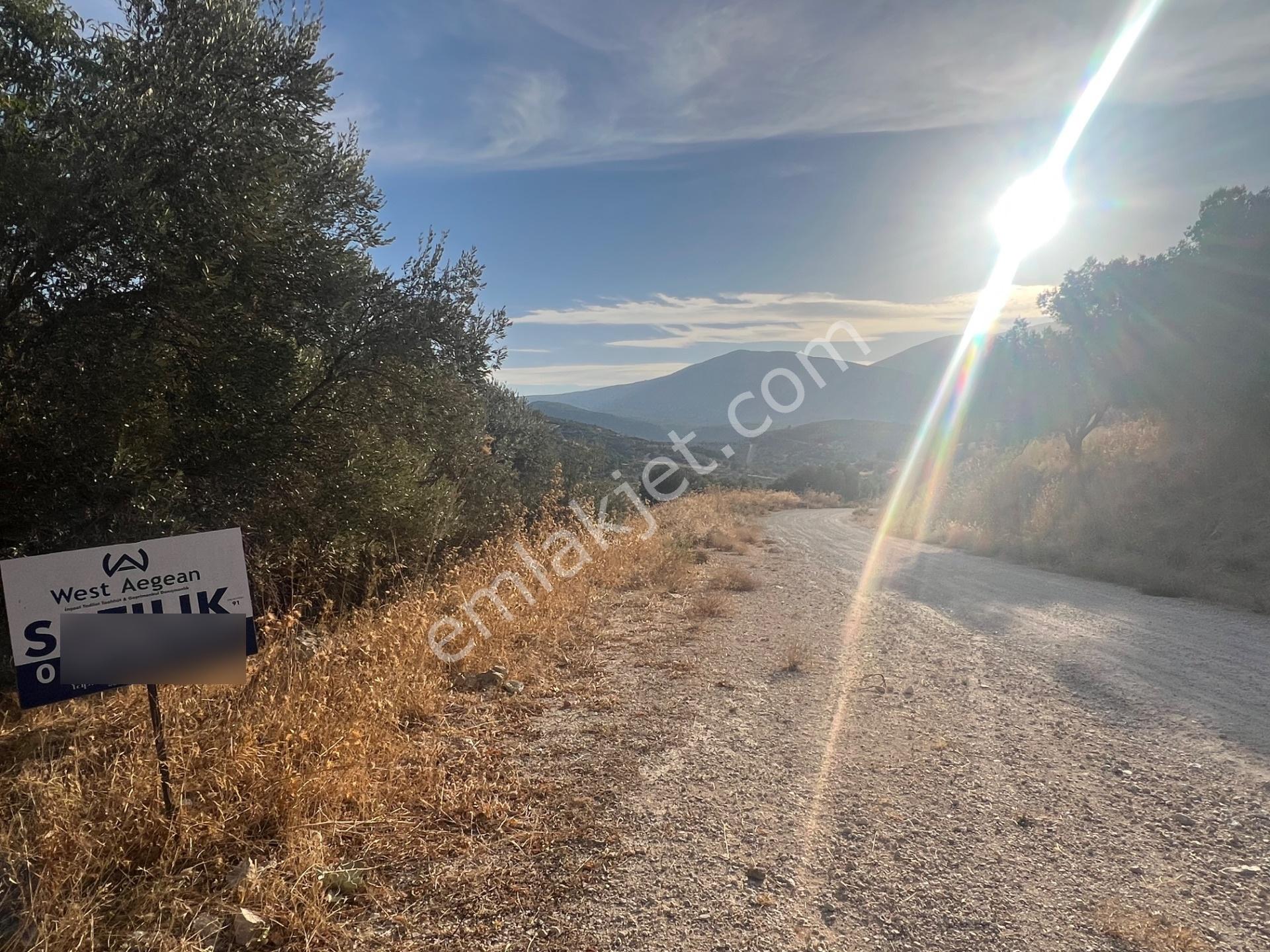 Karaburun Eğlenhoca Köyünde Satılık 953 M2 Zeytin Ağaçlı Tarla — fotoğraf 8