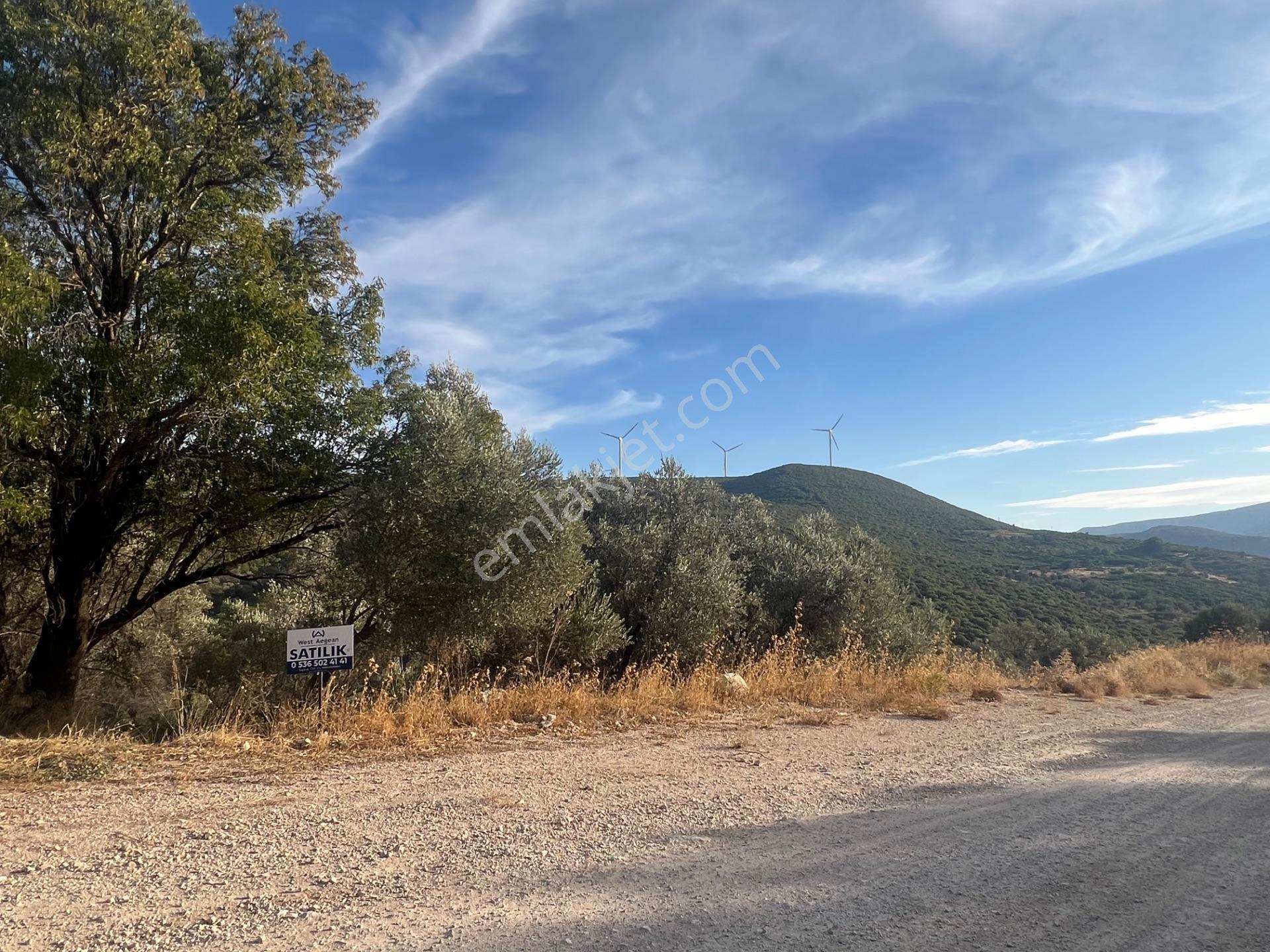Karaburun Eğlenhoca Köyünde Satılık 953 M2 Zeytin Ağaçlı Tarla — fotoğraf 9