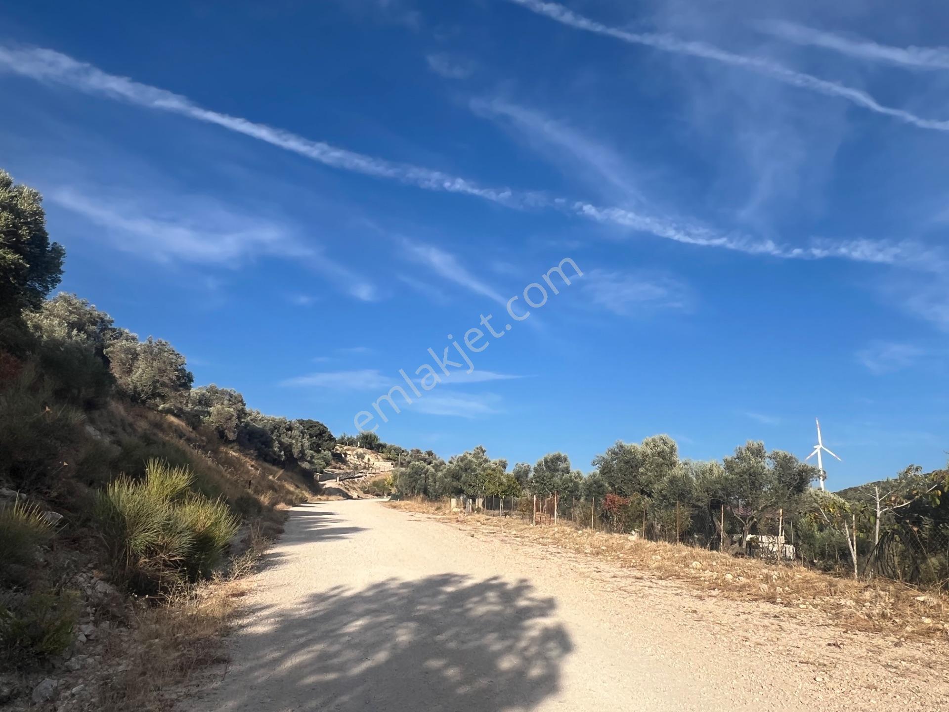 Karaburun Eğlenhoca Köyünde Satılık 953 M2 Zeytin Ağaçlı Tarla — fotoğraf 10