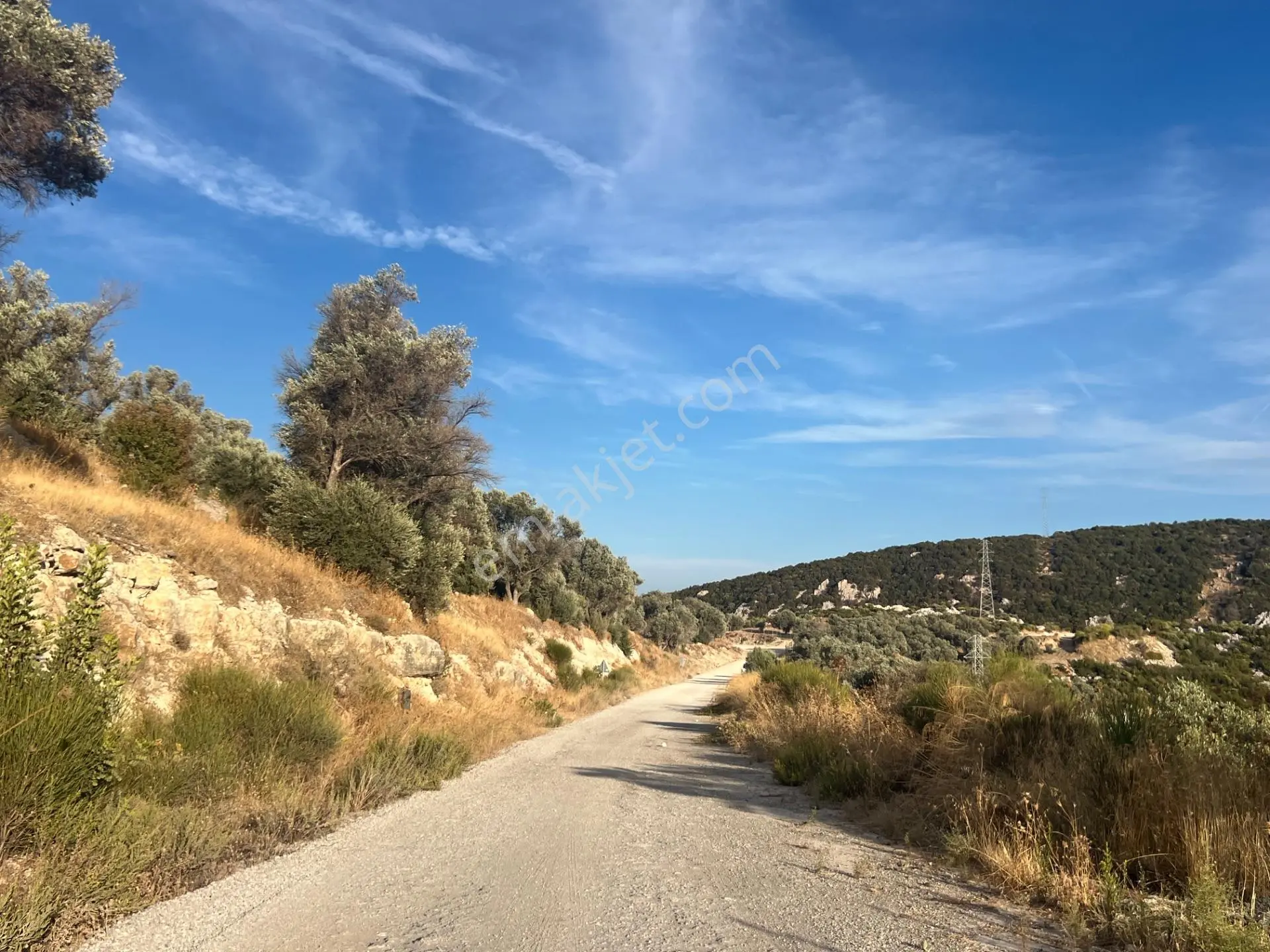 Karaburun Eğlenhoca Köyünde Satılık Yol Cepheli Zeytin Ağaçlı Tarla