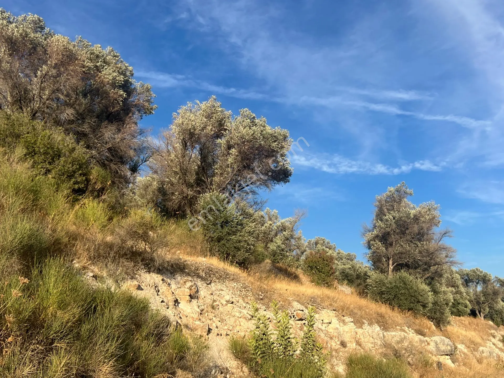 Karaburun Eğlenhoca Köyünde Satılık Yol Cepheli Zeytin Ağaçlı Tarla — fotoğraf 2