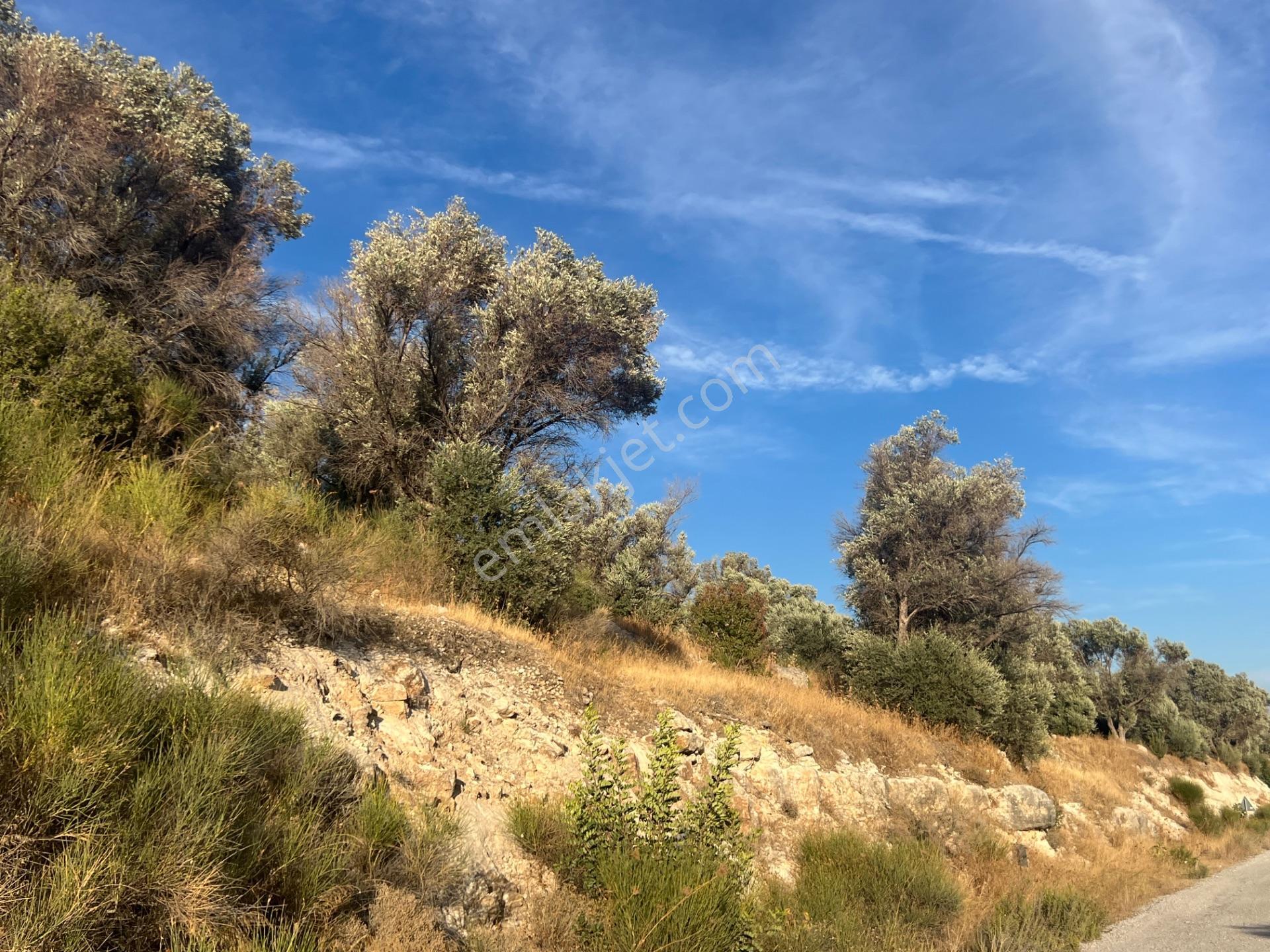 Karaburun Eğlenhoca Köyünde Satılık Yol Cepheli Zeytin Ağaçlı Tarla — fotoğraf 3