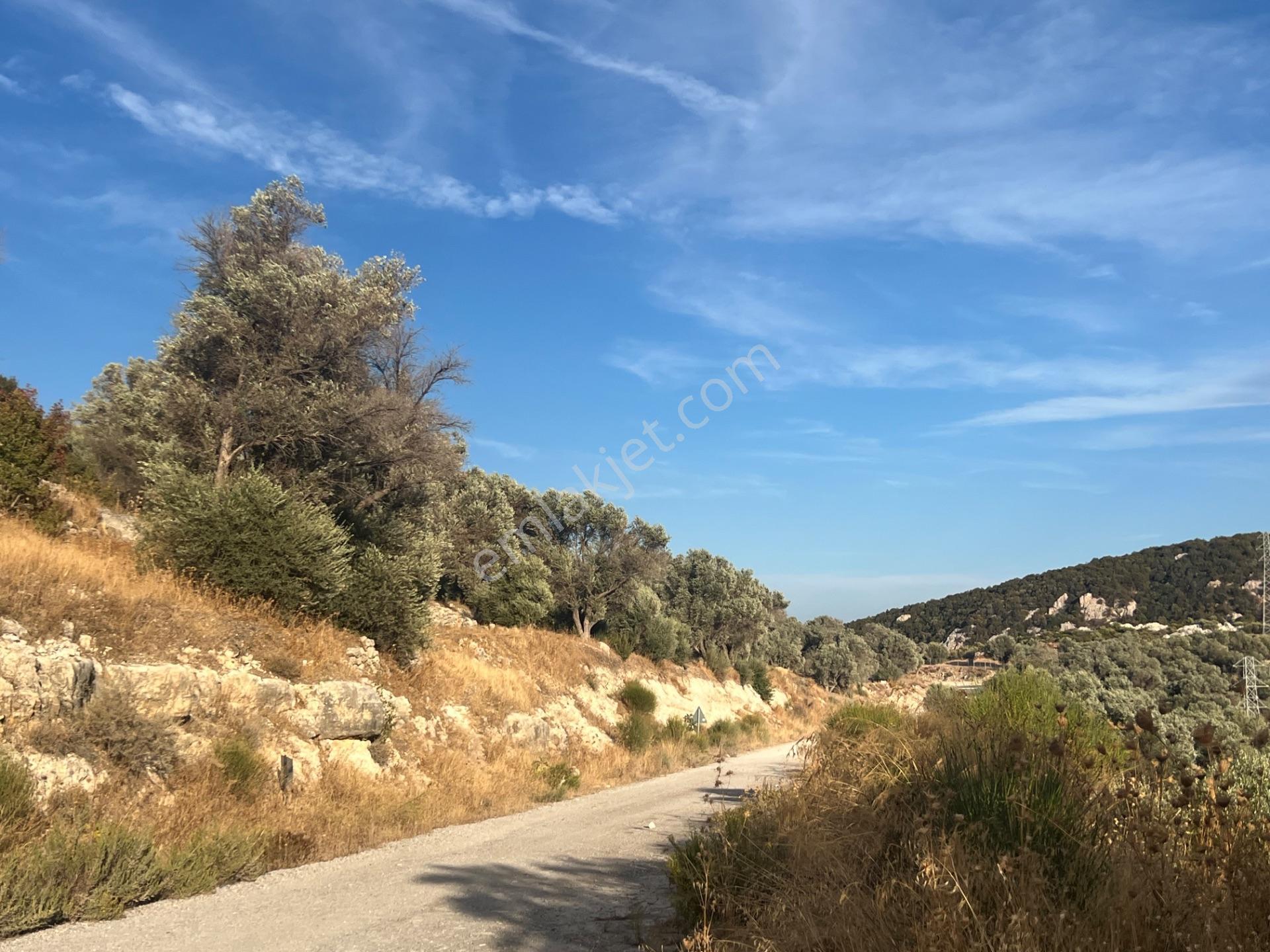 Karaburun Eğlenhoca Köyünde Satılık Yol Cepheli Zeytin Ağaçlı Tarla — fotoğraf 4