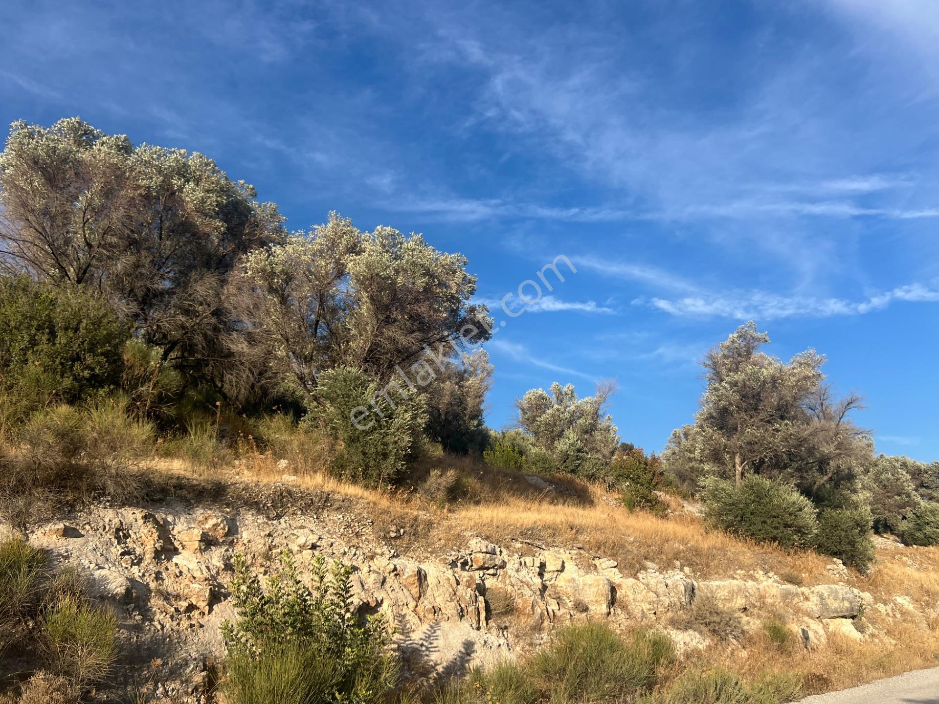 Karaburun Eğlenhoca Köyünde Satılık Yol Cepheli Zeytin Ağaçlı Tarla — fotoğraf 5