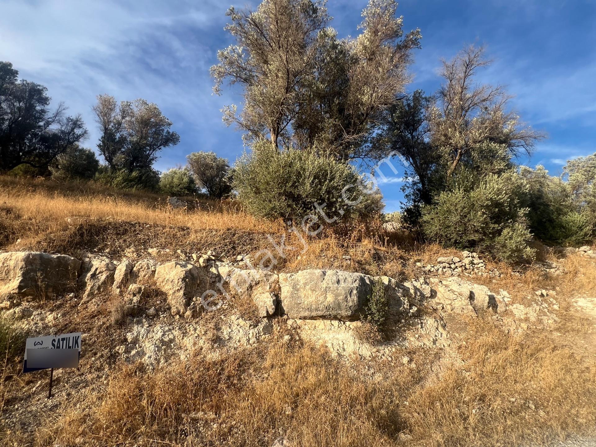 Karaburun Eğlenhoca Köyünde Satılık Yol Cepheli Zeytin Ağaçlı Tarla — fotoğraf 6