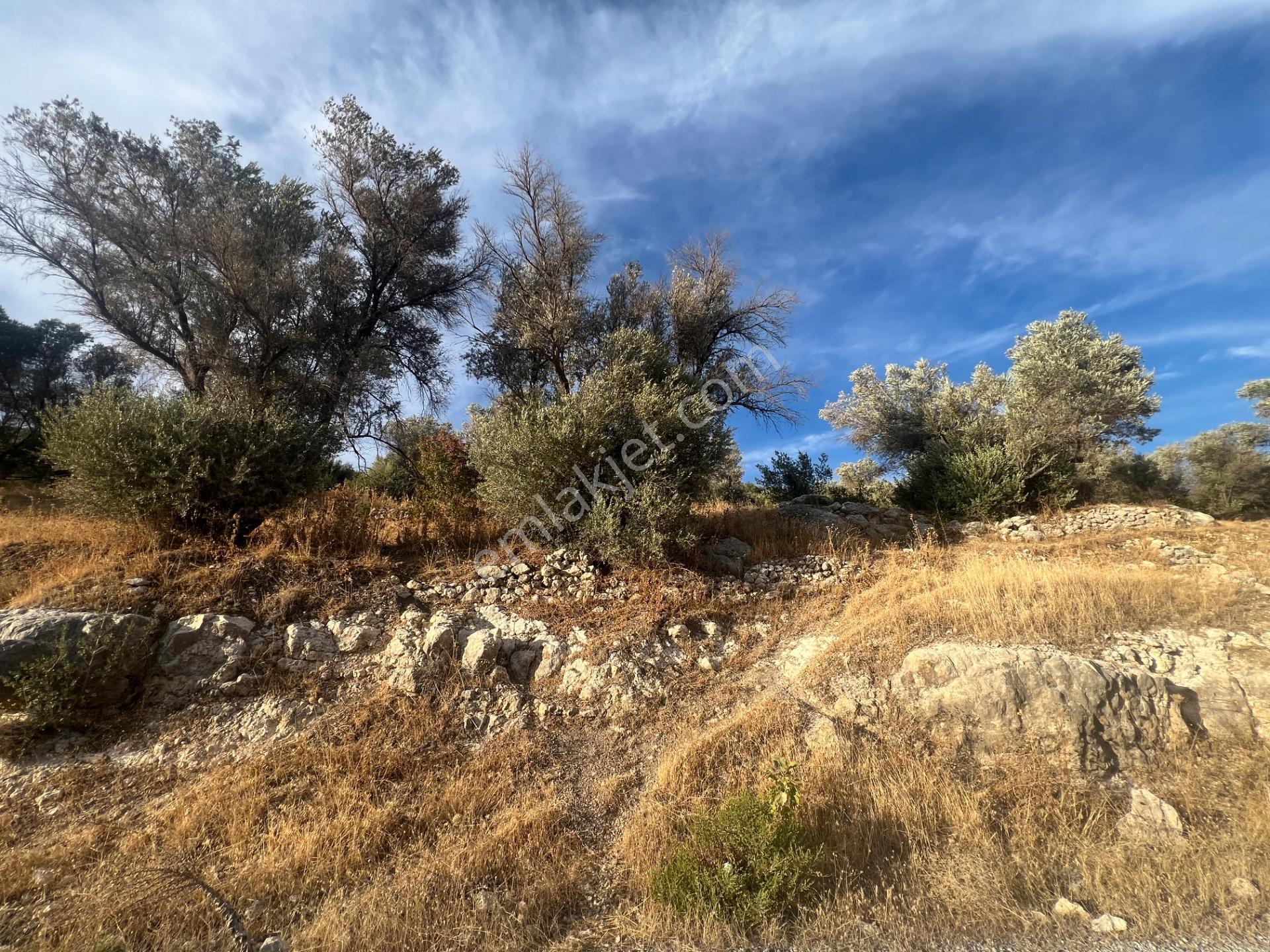Karaburun Eğlenhoca Köyünde Satılık Yol Cepheli Zeytin Ağaçlı Tarla — fotoğraf 7
