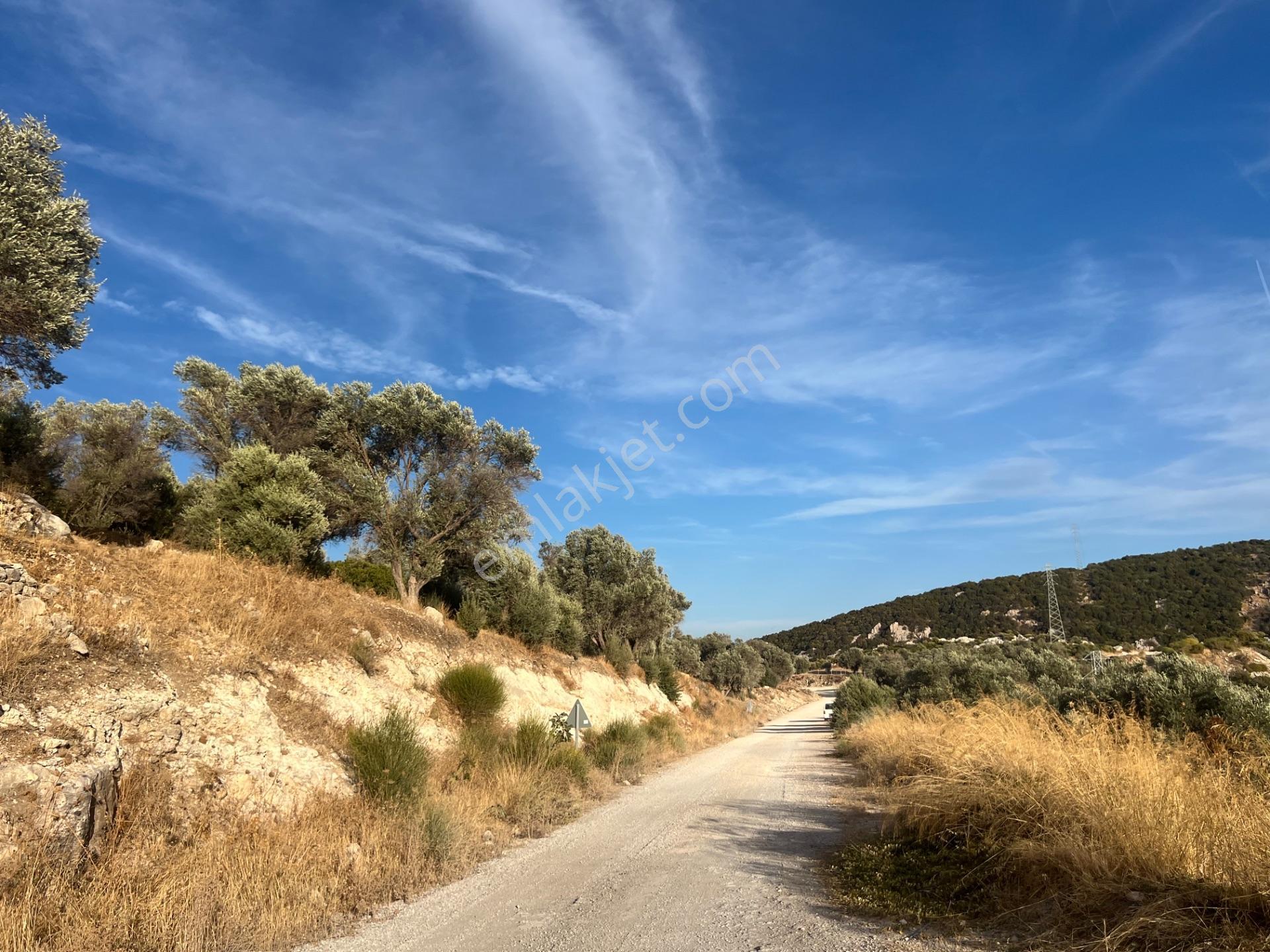Karaburun Eğlenhoca Köyünde Satılık Yol Cepheli Zeytin Ağaçlı Tarla — fotoğraf 8