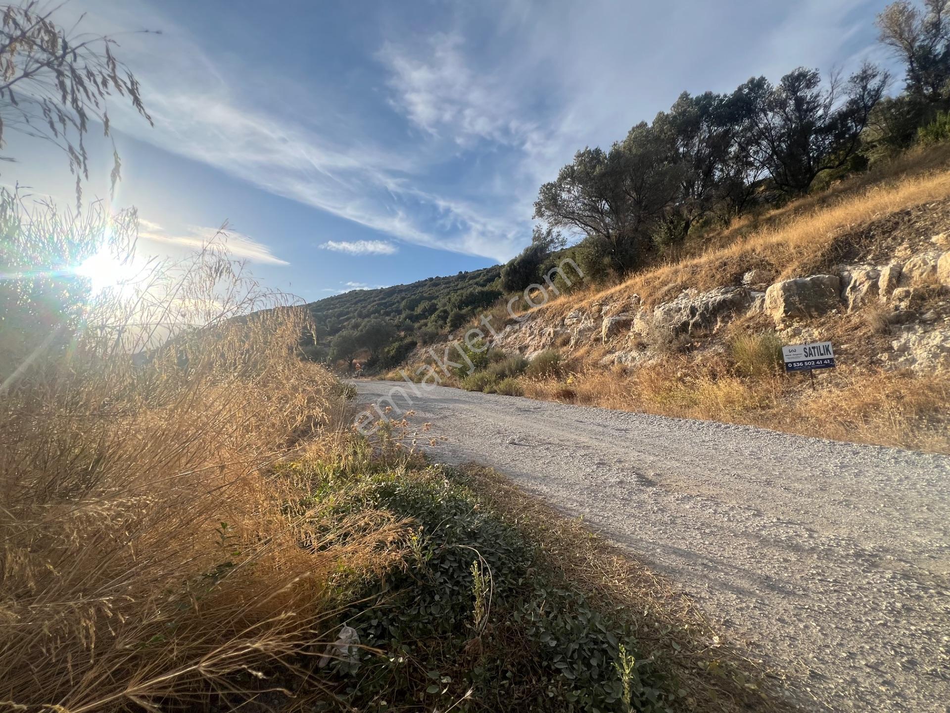 Karaburun Eğlenhoca Köyünde Satılık Yol Cepheli Zeytin Ağaçlı Tarla — fotoğraf 9
