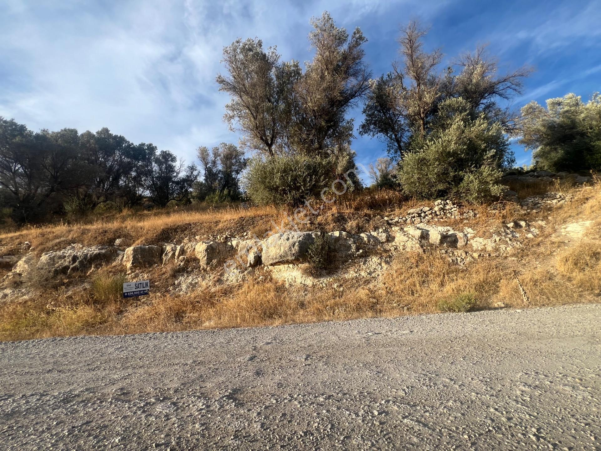 Karaburun Eğlenhoca Köyünde Satılık Yol Cepheli Zeytin Ağaçlı Tarla — fotoğraf 10