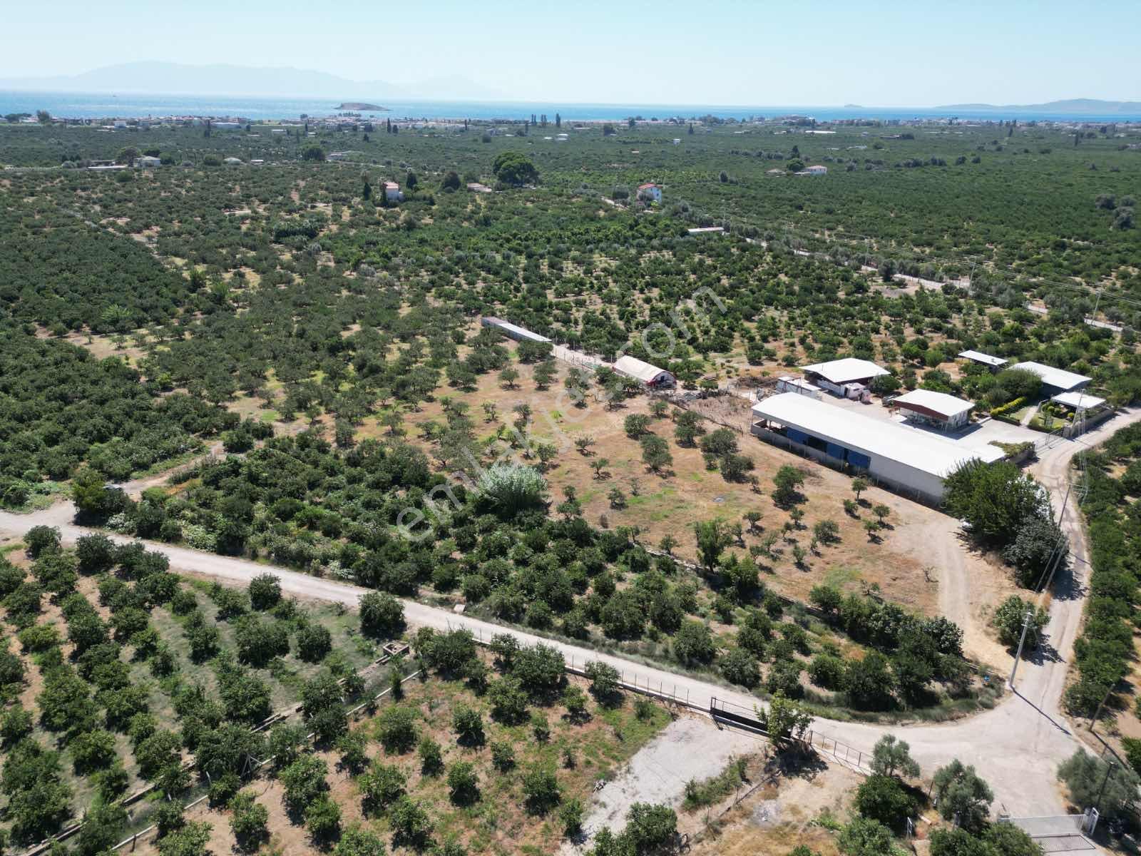 Gümüldür Sahile Çok Yakın 200 M2 Bahçeler Elektrik-su Hazır — fotoğraf 2