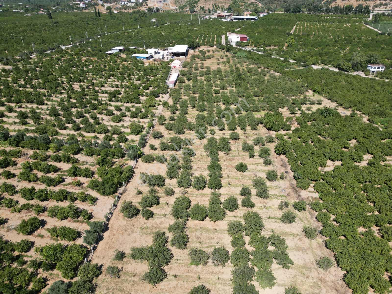 Gümüldür Sahile Çok Yakın 200 M2 Bahçeler Elektrik-su Hazır — fotoğraf 7