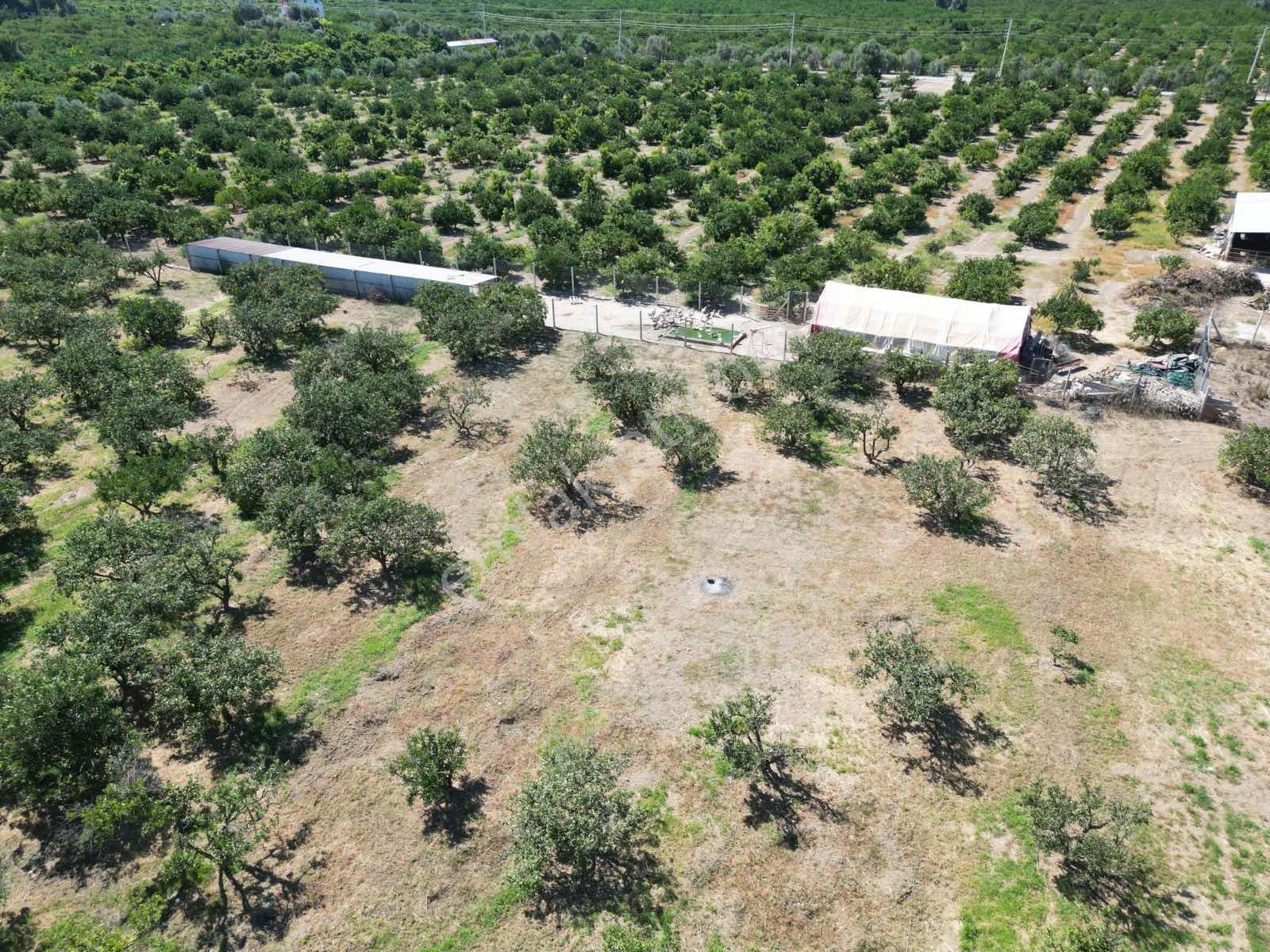 Gümüldür Sahile Çok Yakın 200 M2 Bahçeler Elektrik-su Hazır — fotoğraf 18