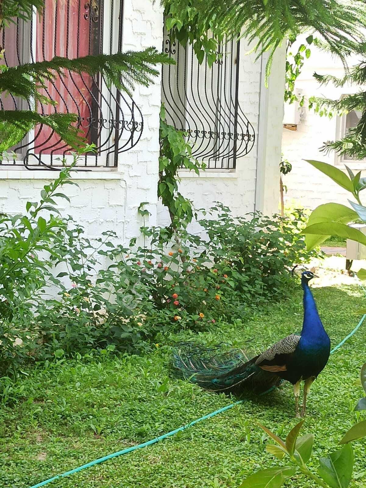 Datça Billurkent Tatil Köyünde İkinci Dönem Satılık Devre — fotoğraf 2