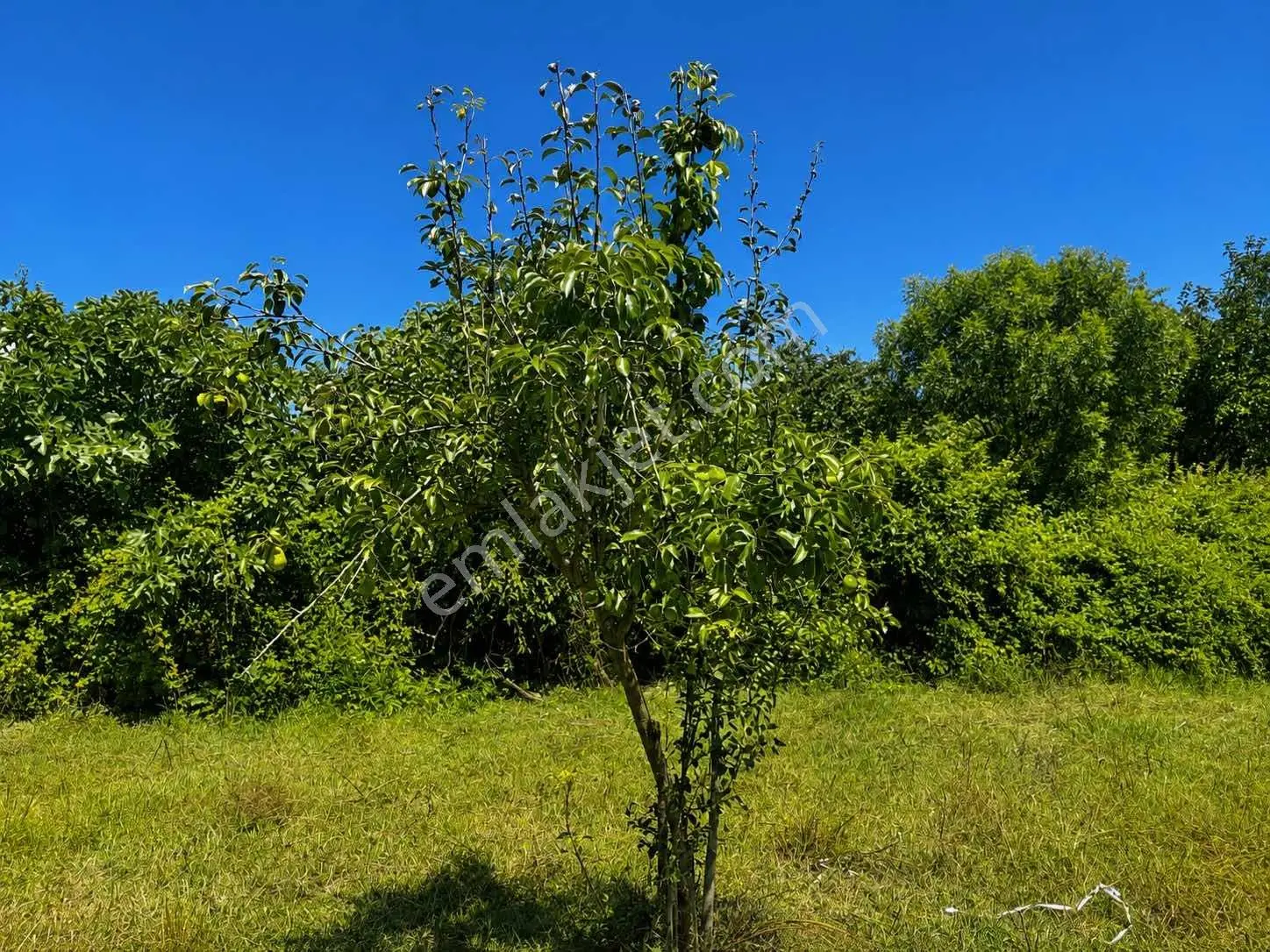 Mg Emlaktan Kepekli'de 1642 M² İmarlı Satılık Arsa — fotoğraf 8