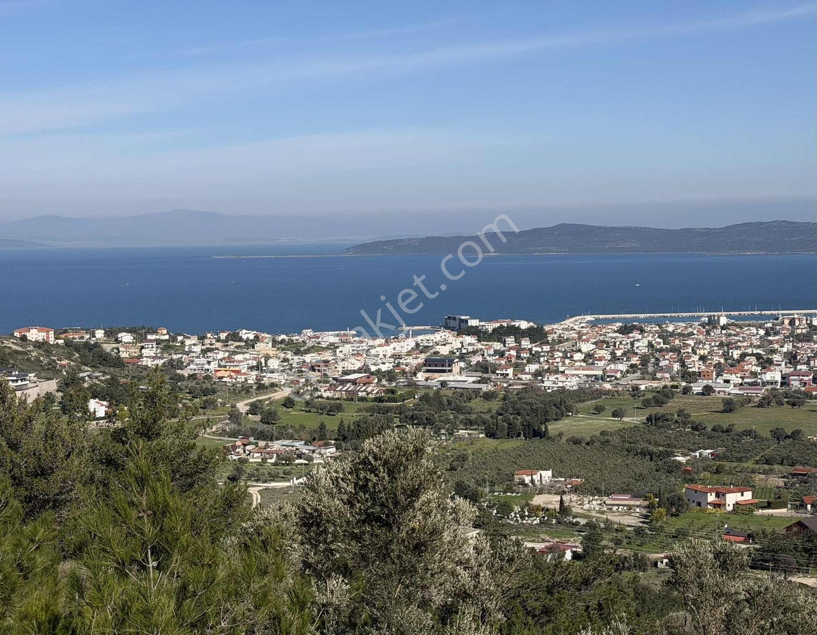 Mordoğan'Da Deniz Manzaralı 7.866 M2 Zeytinlik