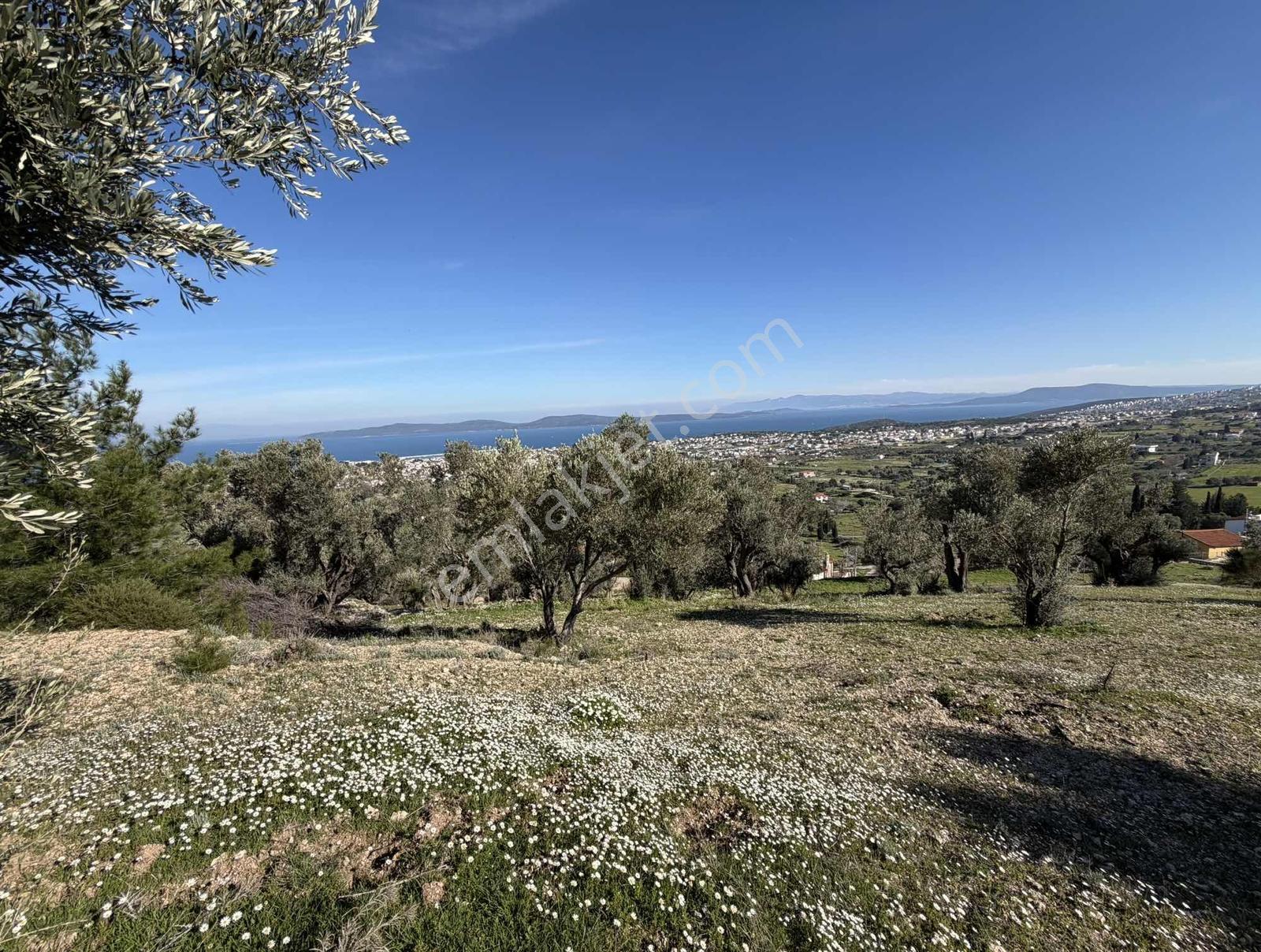 Mordoğan'da Deniz Manzaralı 7.866 M2 Zeytinlik — fotoğraf 2