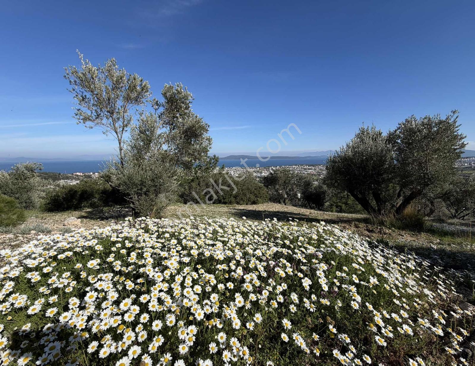 Mordoğan'da Deniz Manzaralı 7.866 M2 Zeytinlik — fotoğraf 3