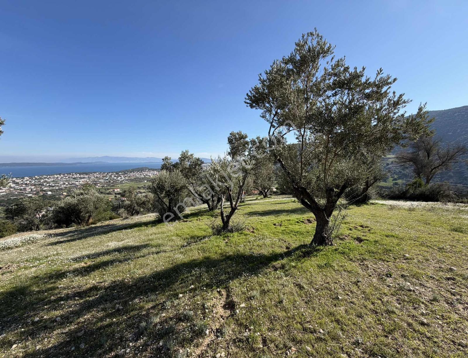 Mordoğan'da Deniz Manzaralı 7.866 M2 Zeytinlik — fotoğraf 4