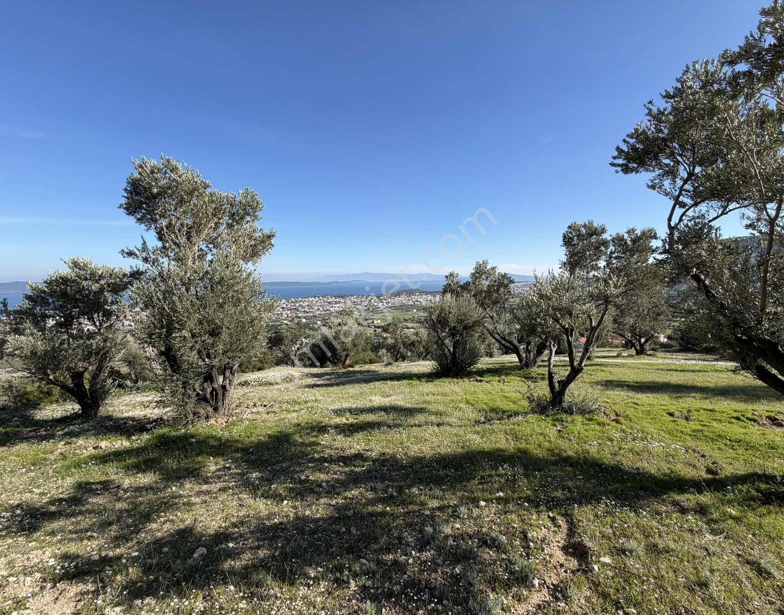 Mordoğan'da Deniz Manzaralı 7.866 M2 Zeytinlik — fotoğraf 5