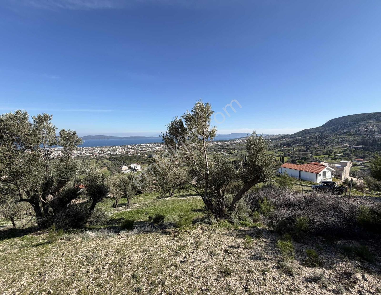 Mordoğan'da Deniz Manzaralı 7.866 M2 Zeytinlik — fotoğraf 6