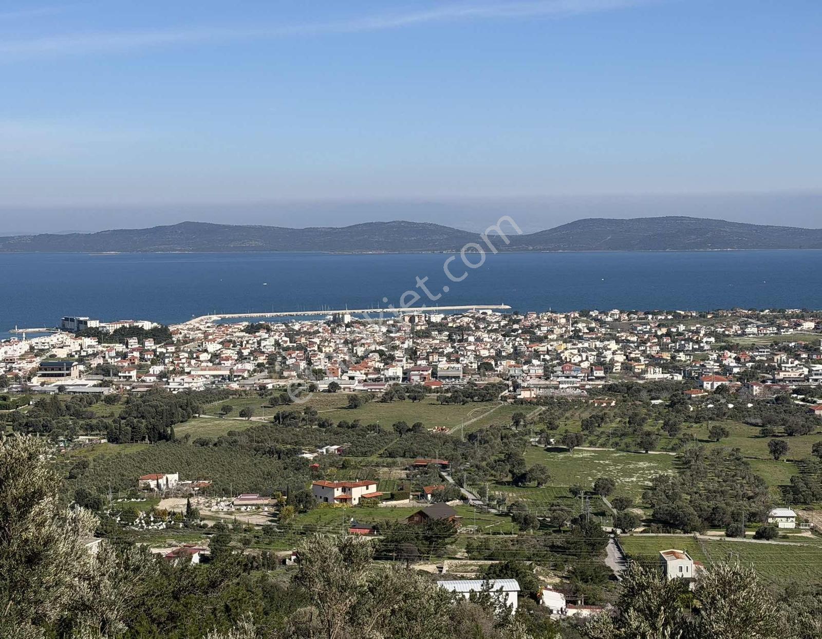 Mordoğan'da Deniz Manzaralı 7.866 M2 Zeytinlik — fotoğraf 7