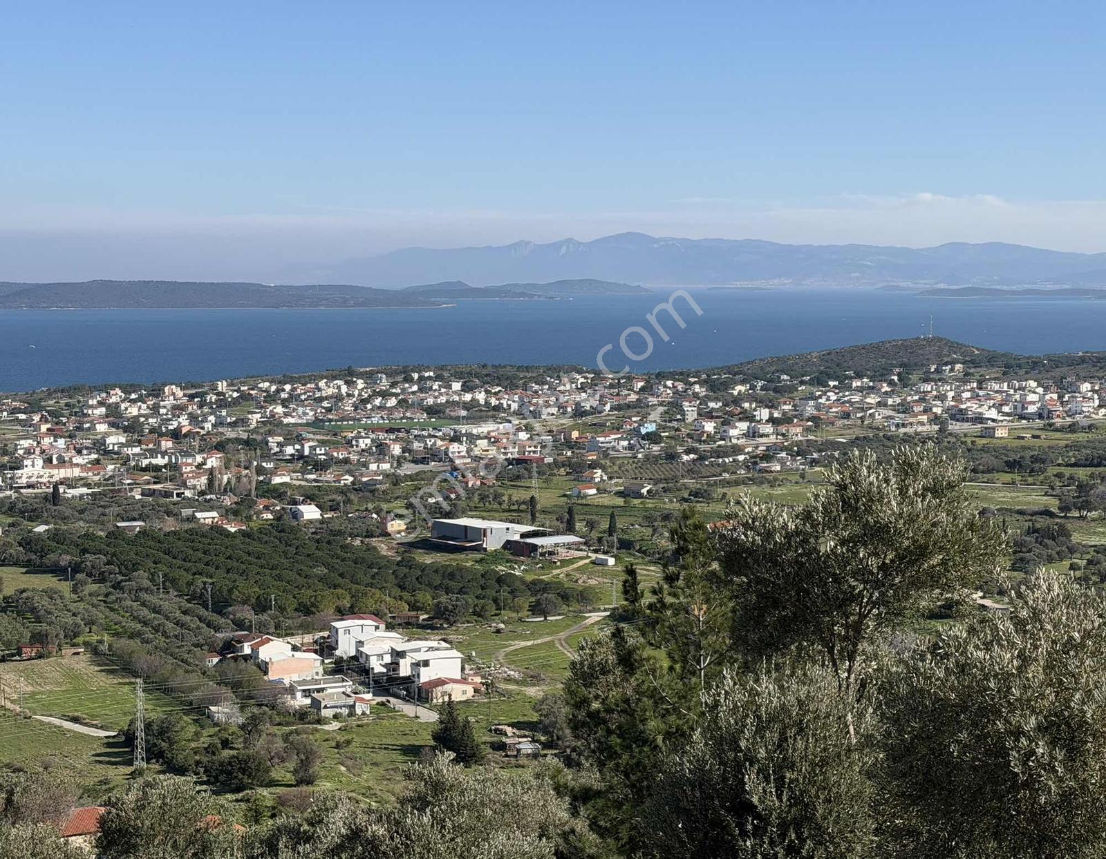 Mordoğan'da Deniz Manzaralı 7.866 M2 Zeytinlik — fotoğraf 8