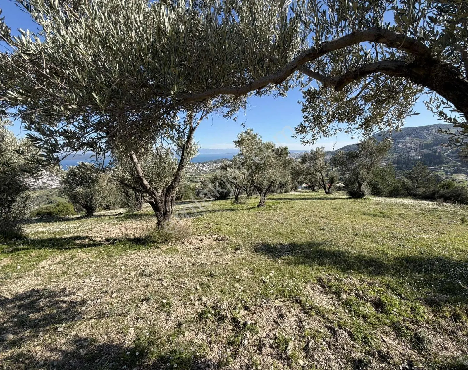Mordoğan'da Deniz Manzaralı 7.866 M2 Zeytinlik — fotoğraf 9