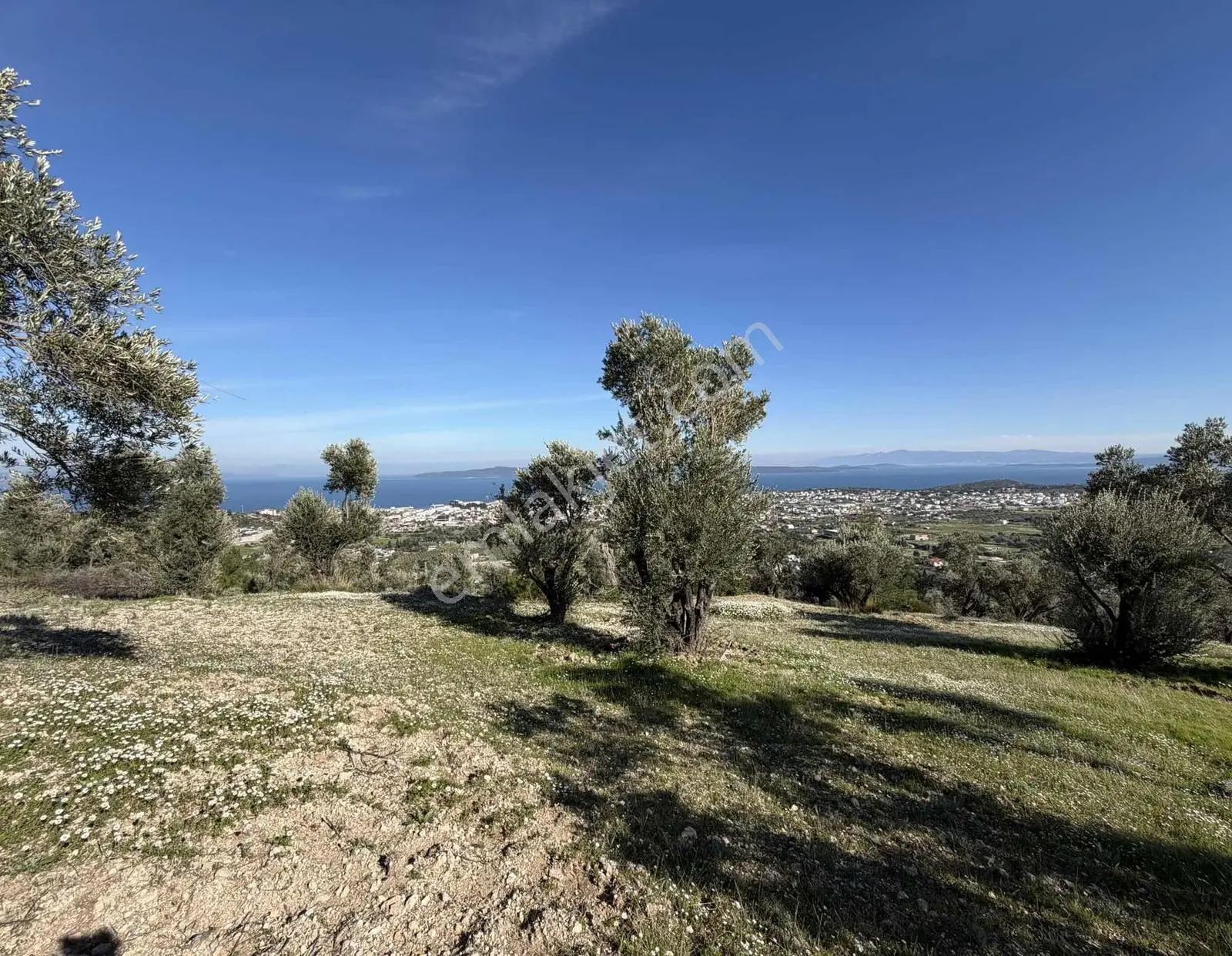 Mordoğan'da Deniz Manzaralı 7.866 M2 Zeytinlik — fotoğraf 10