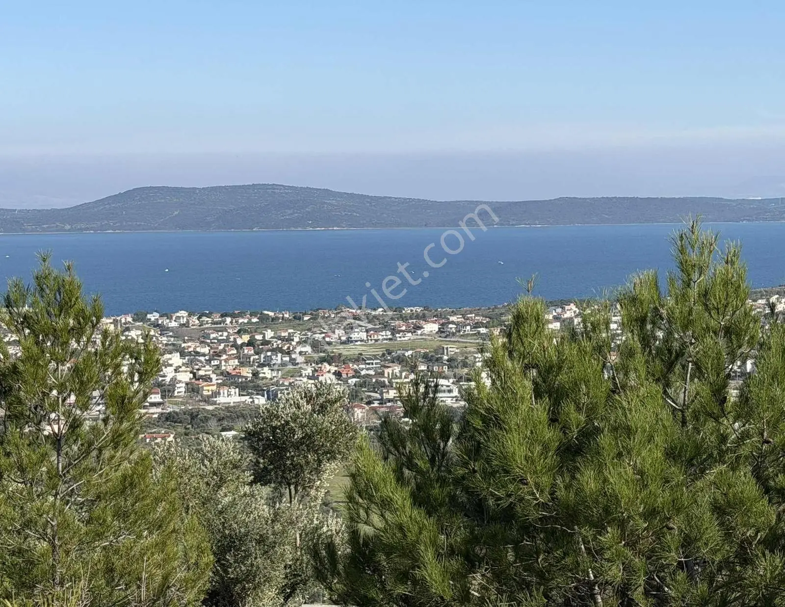 Mordoğan'da Deniz Manzaralı 7.866 M2 Zeytinlik — fotoğraf 11