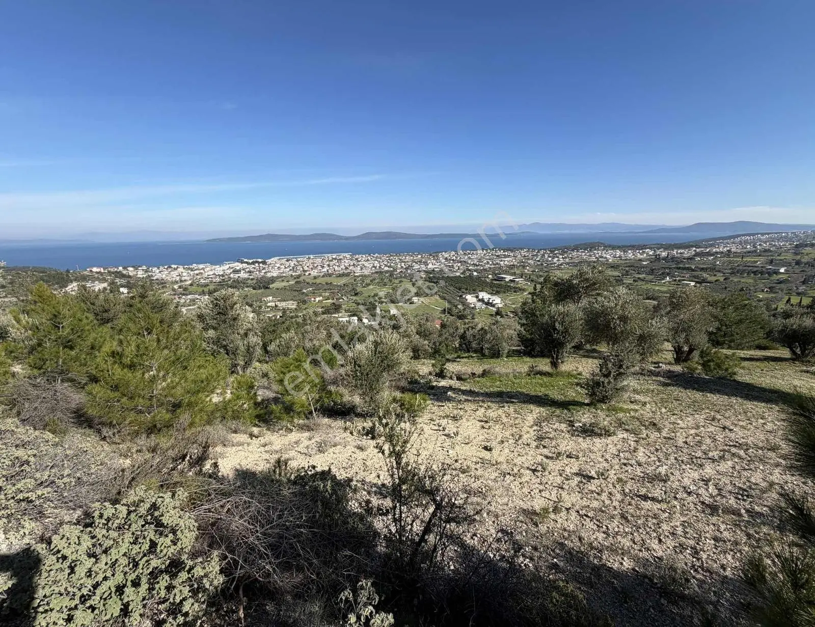 Mordoğan'da Deniz Manzaralı 7.866 M2 Zeytinlik — fotoğraf 12