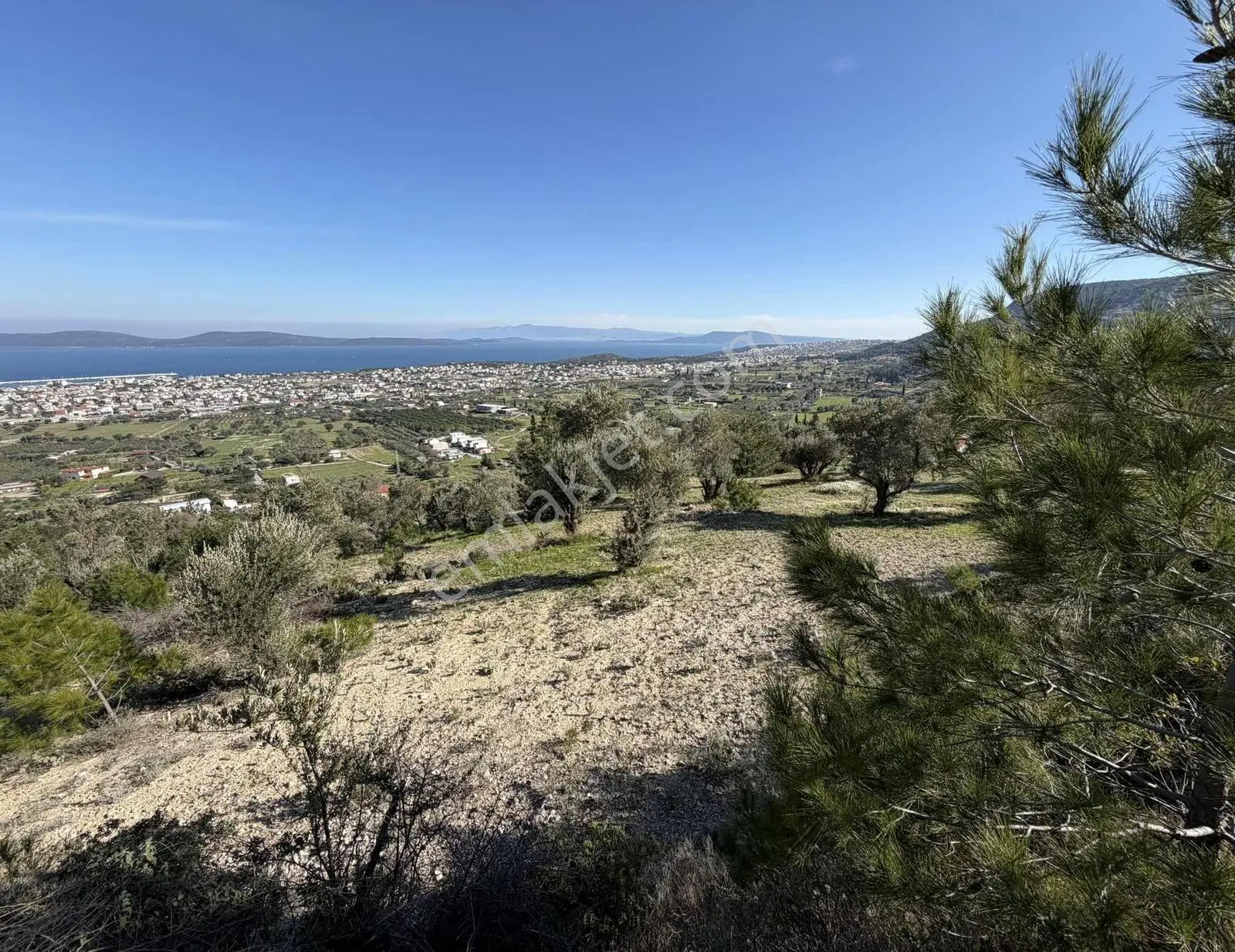 Mordoğan'da Deniz Manzaralı 7.866 M2 Zeytinlik — fotoğraf 13