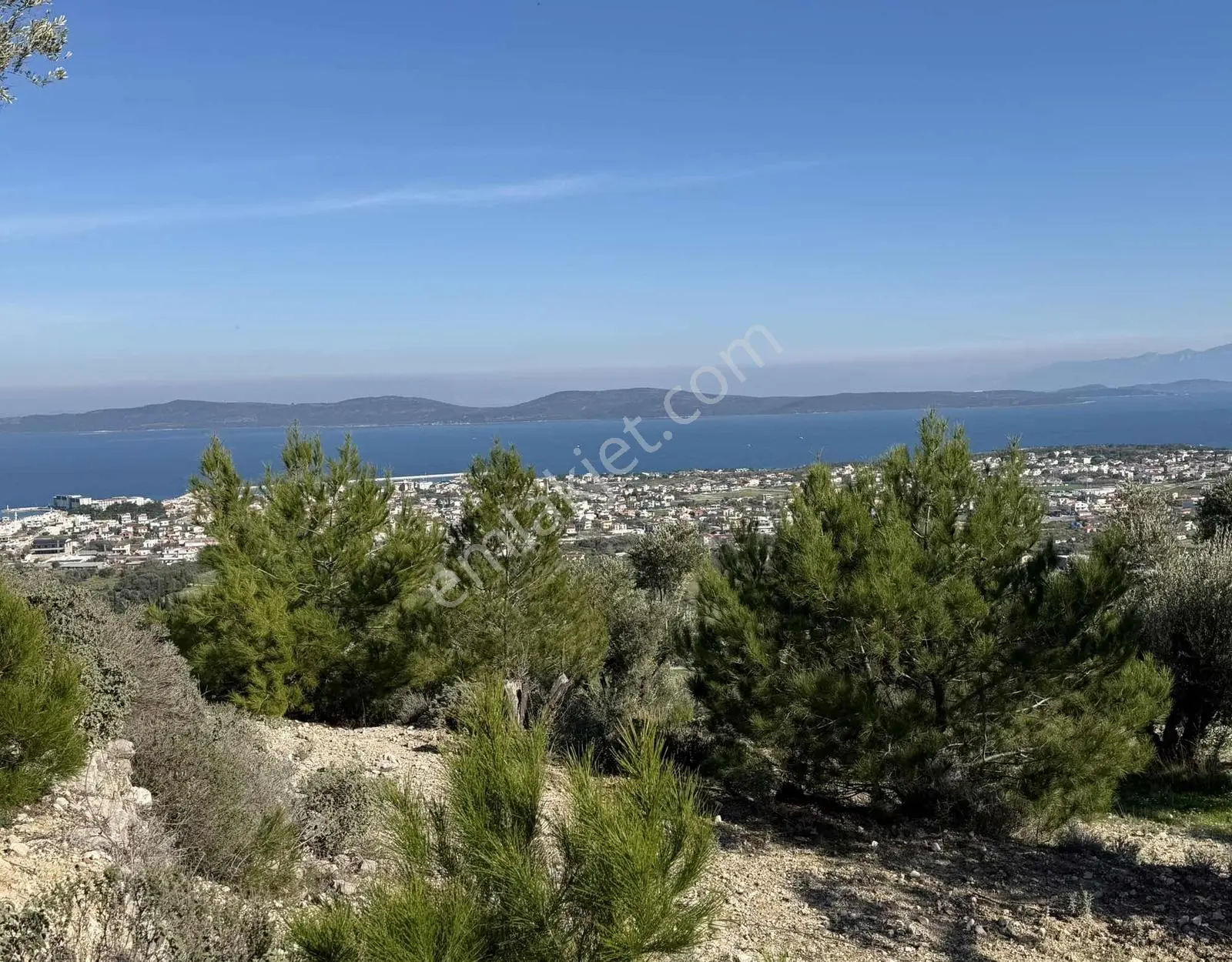 Mordoğan'da Deniz Manzaralı 7.866 M2 Zeytinlik — fotoğraf 14